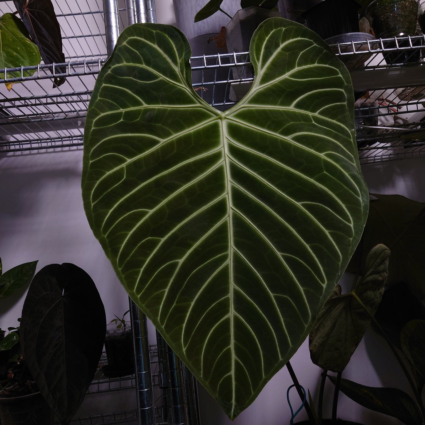 Anthurium Regale Dream Catcher' x Regale 'White Stripes'