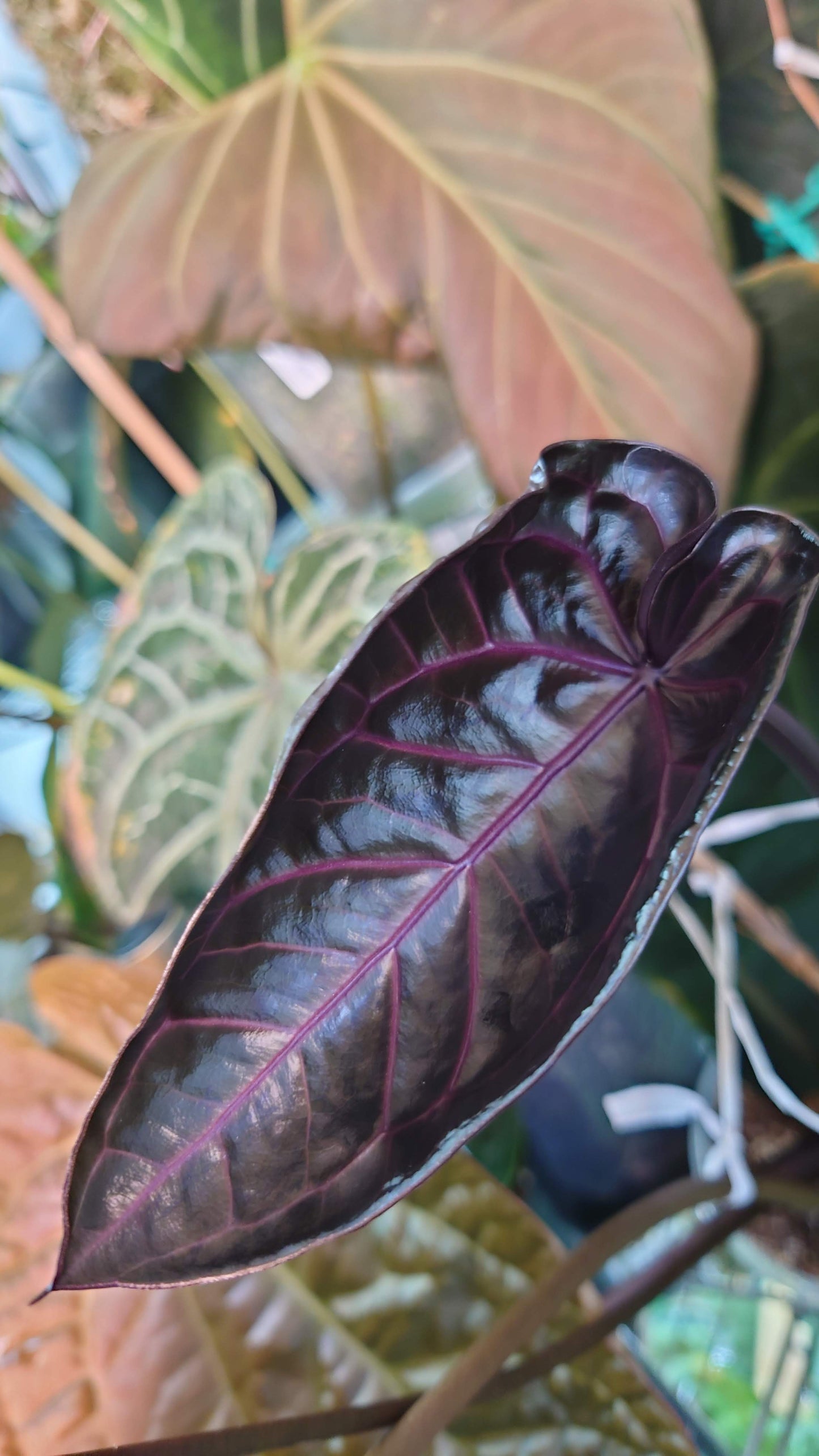 Anthurium Doc Block 'Zara' x 'Michelle' Selected Dark Form x Mr. Worldwide