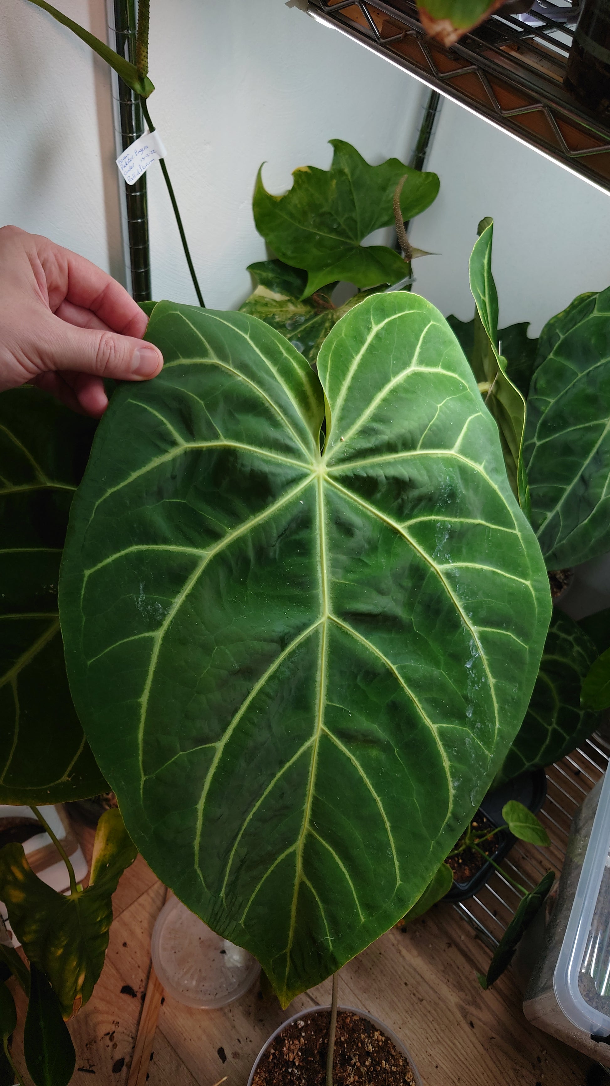 anthurium red magnificum x papillilaminum Anthurium Magnificum x Papillilaminum 'Daniel'
