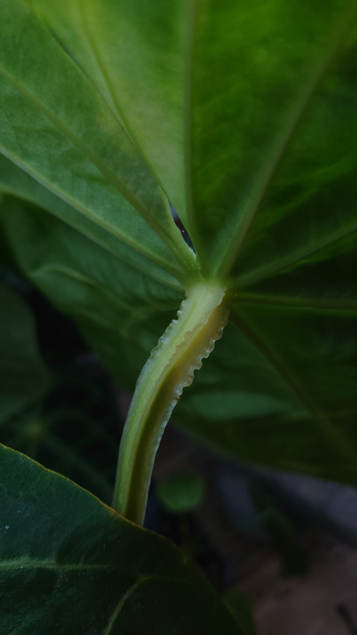 Anthurium Magnificum x Papillilaminum 'Daniel'