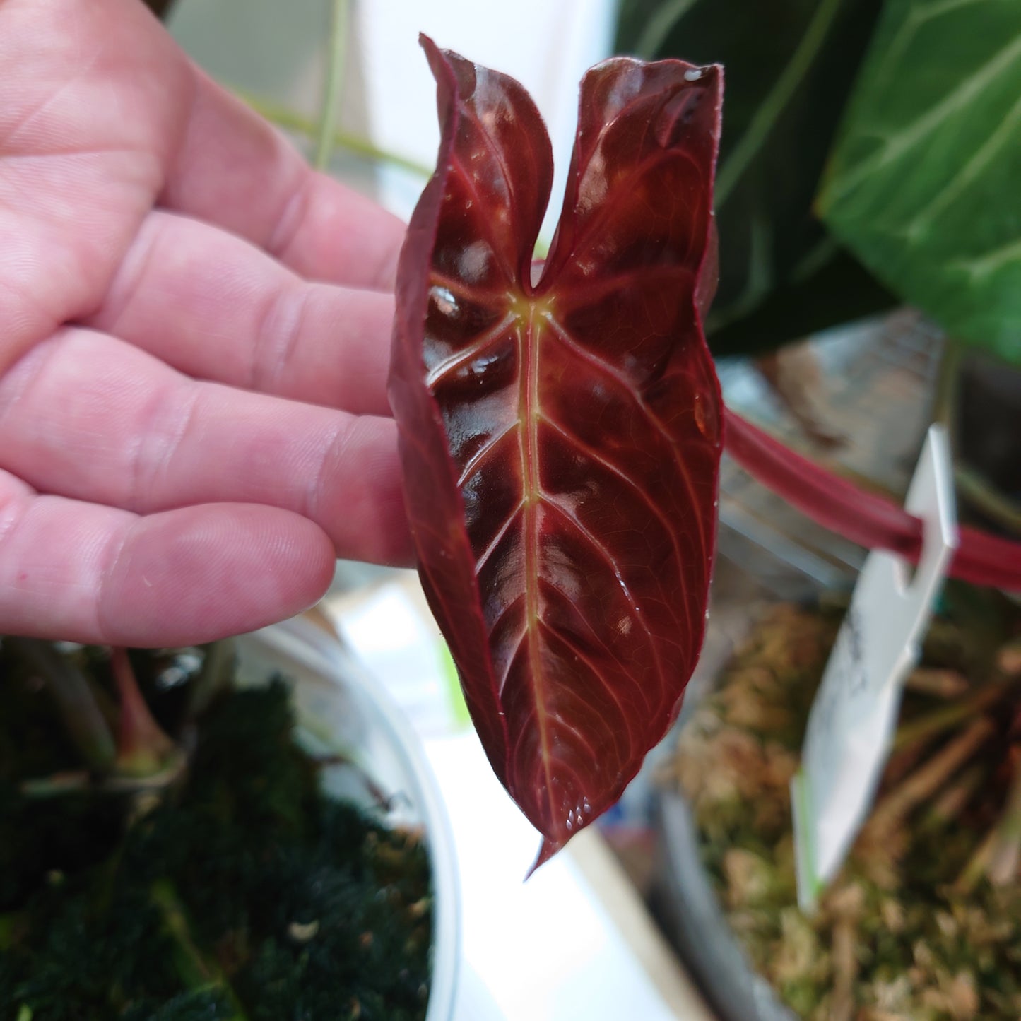 Anthurium Magnificum x Papillilaminum 'Daniel'