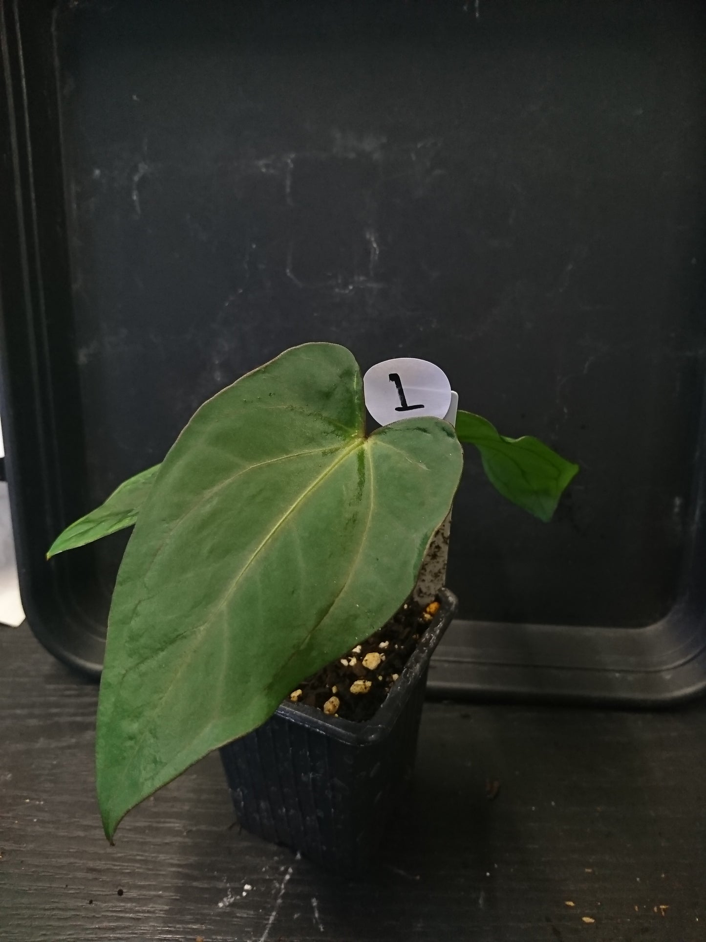 Anthurium (Carlablackiae x Dressleri Rio Guanche) x Mr Worldwide OR Forgetii Dark OR Papillilaminum Daniel