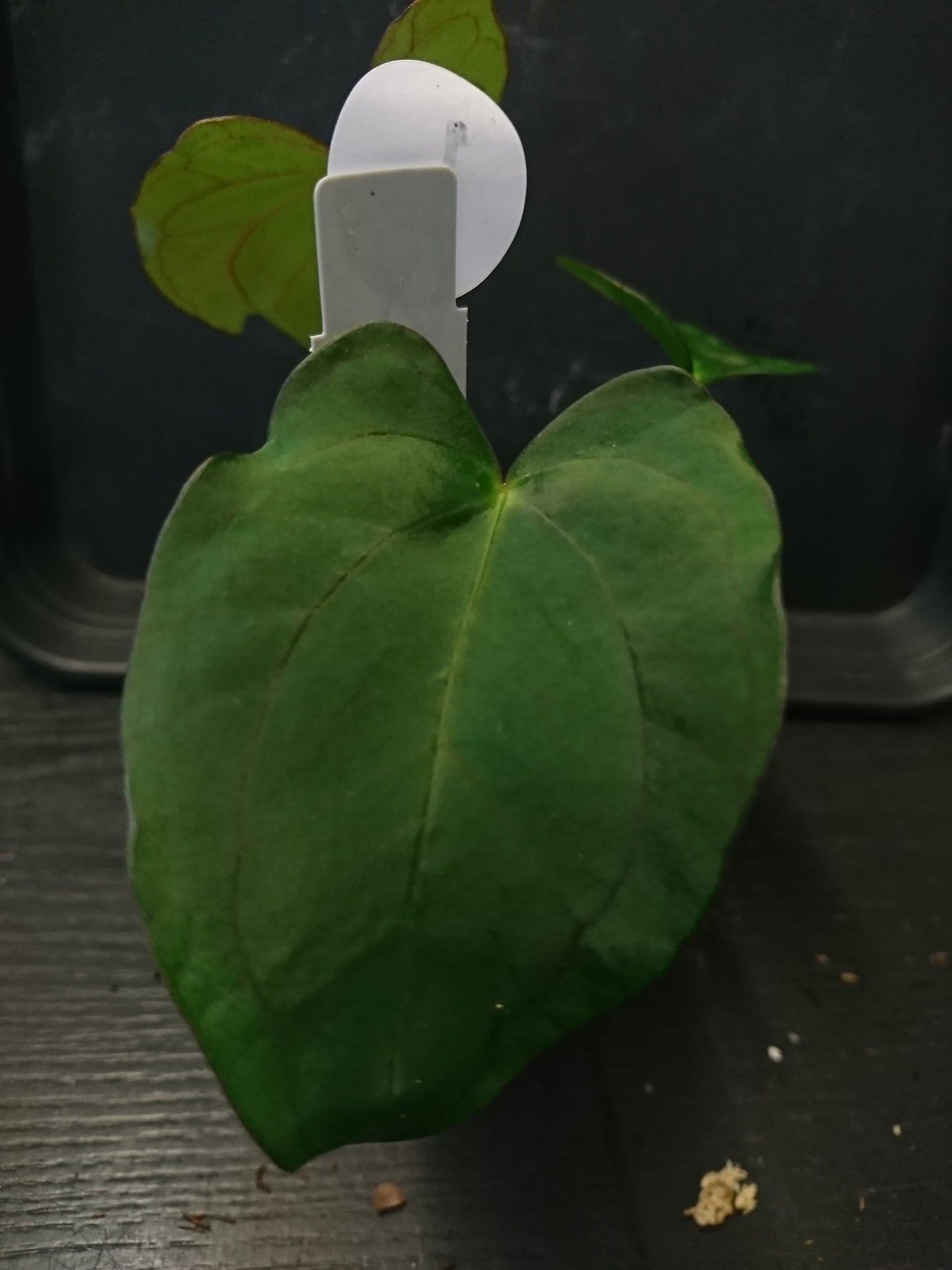 Anthurium (Carlablackiae x Dressleri Rio Guanche) x Mr Worldwide OR Forgetii Dark OR Papillilaminum Daniel