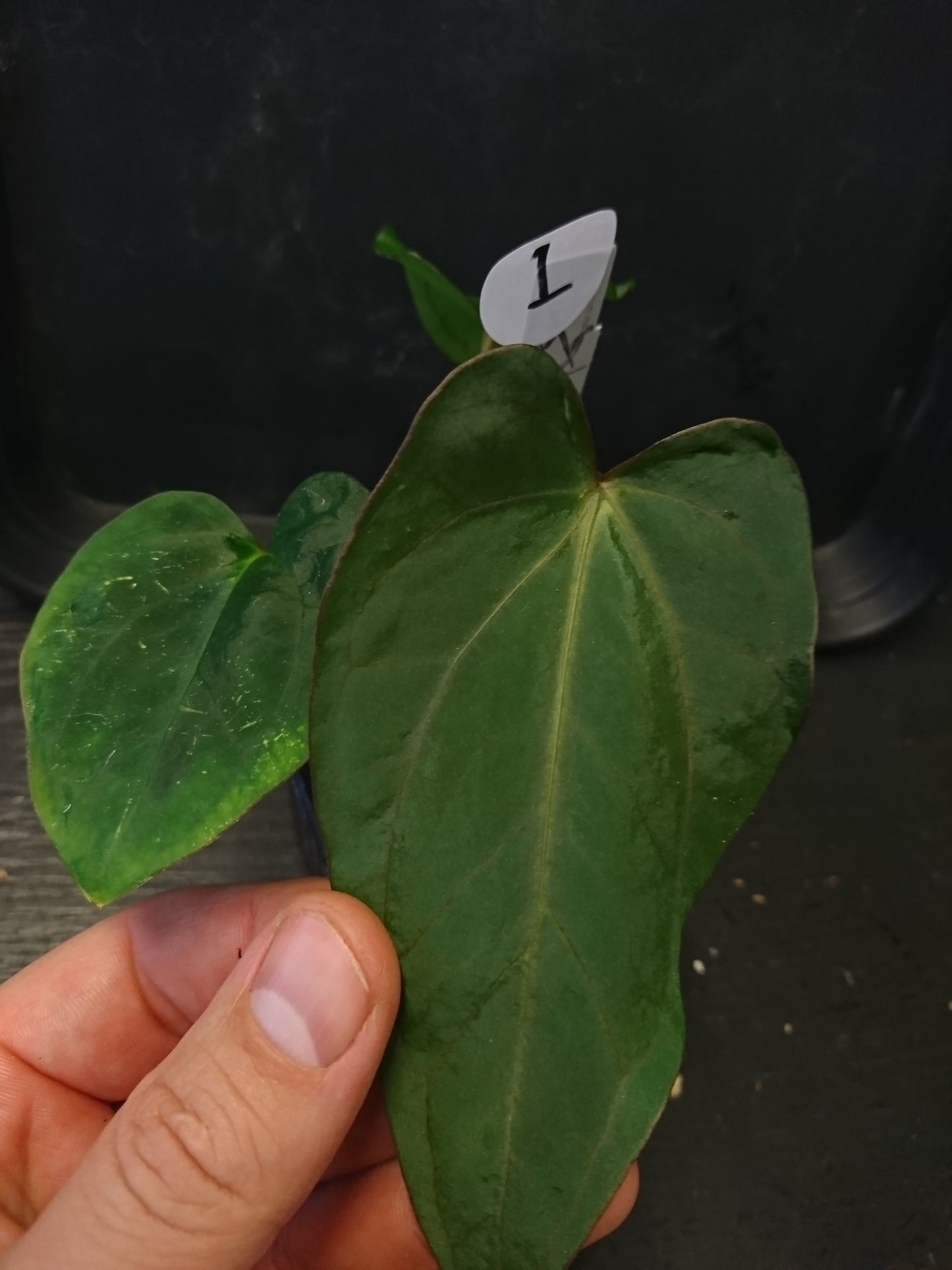 Anthurium (Carlablackiae x Dressleri Rio Guanche) x Mr Worldwide OR Forgetii Dark OR Papillilaminum Daniel