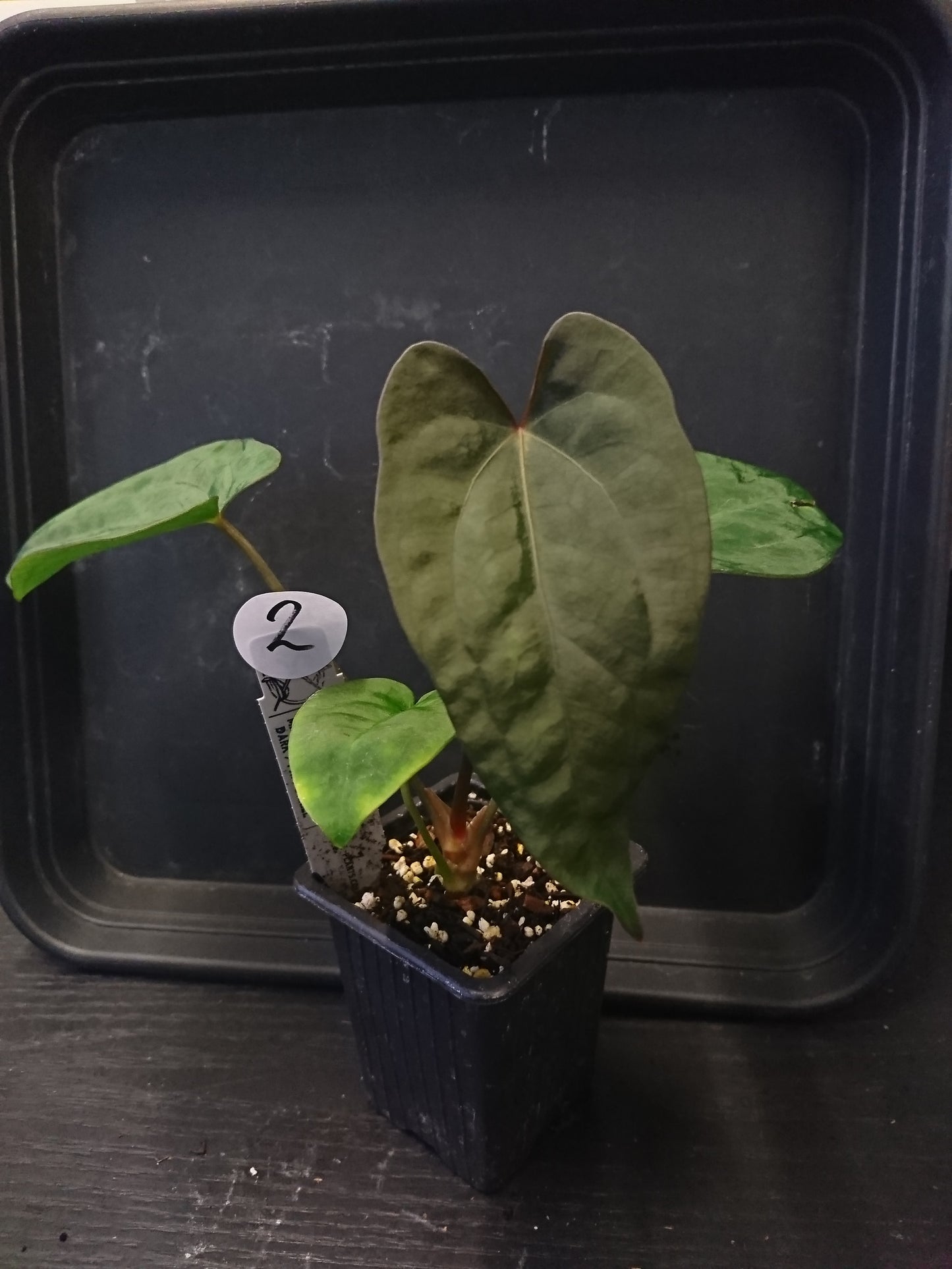 Anthurium (Carlablackiae x Dressleri Rio Guanche) x Mr Worldwide OR Forgetii Dark OR Papillilaminum Daniel