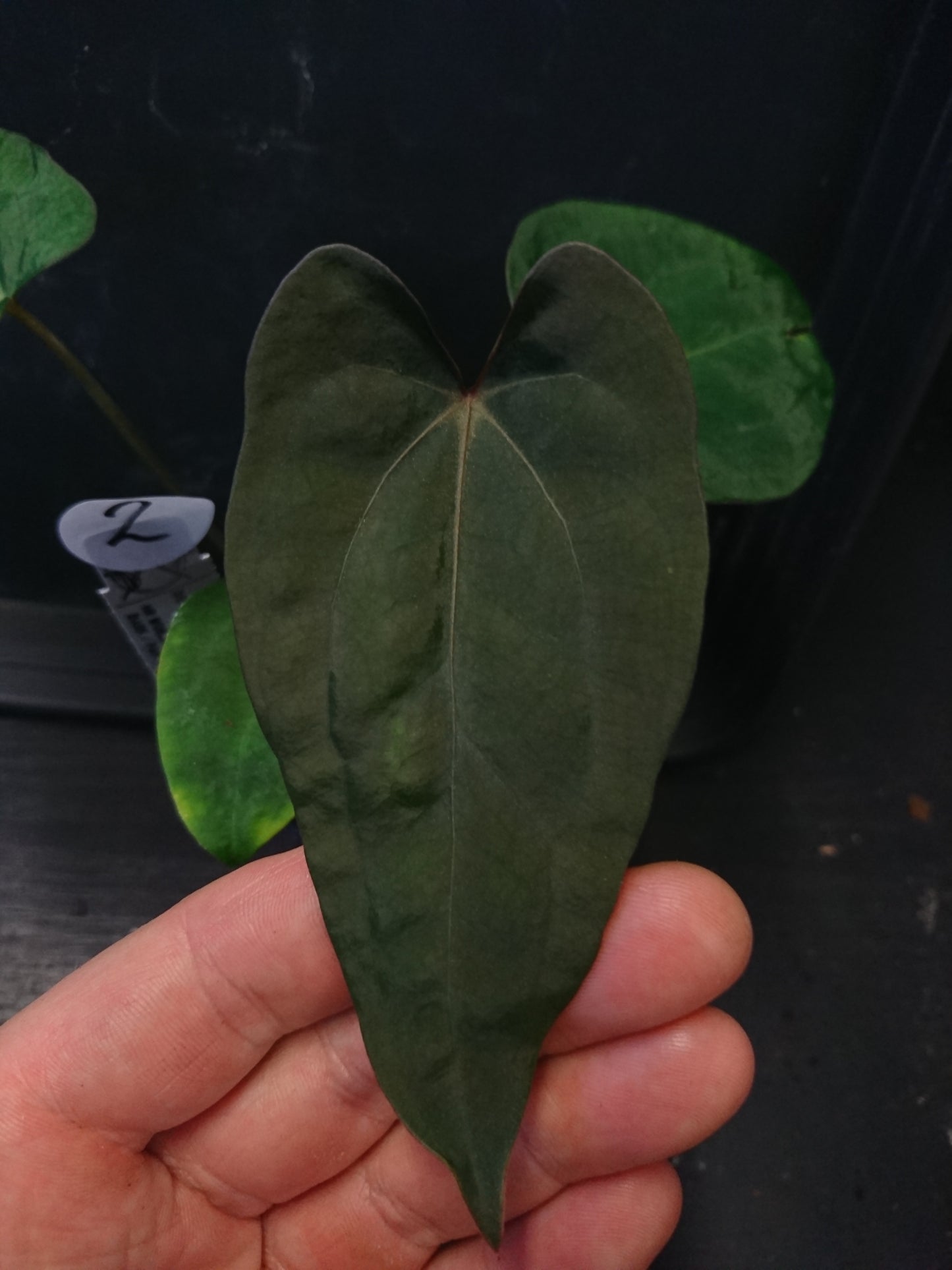 Anthurium (Carlablackiae x Dressleri Rio Guanche) x Mr Worldwide OR Forgetii Dark OR Papillilaminum Daniel