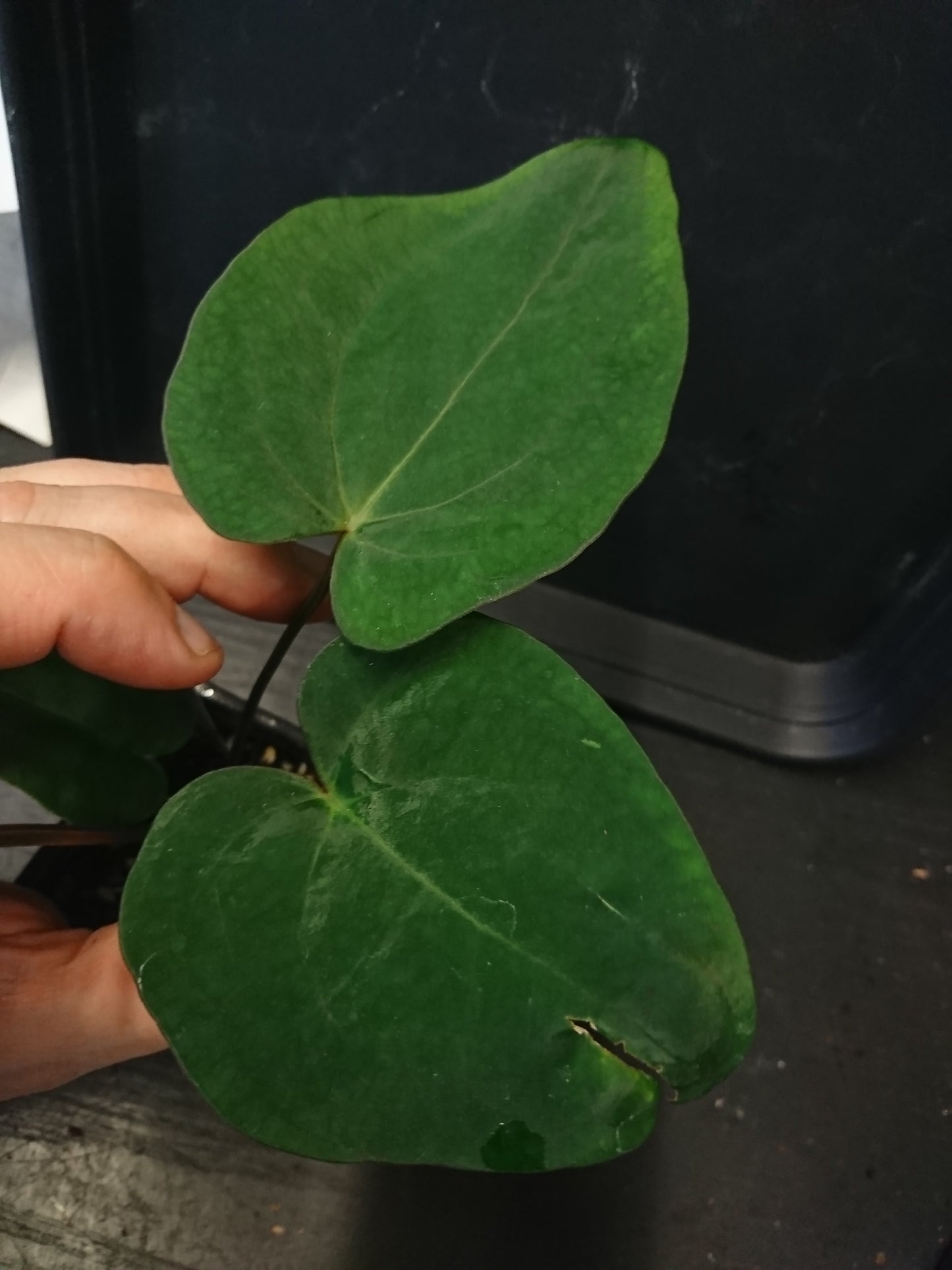 Anthurium (Carlablackiae x Dressleri Rio Guanche) x Mr Worldwide OR Forgetii Dark OR Papillilaminum Daniel