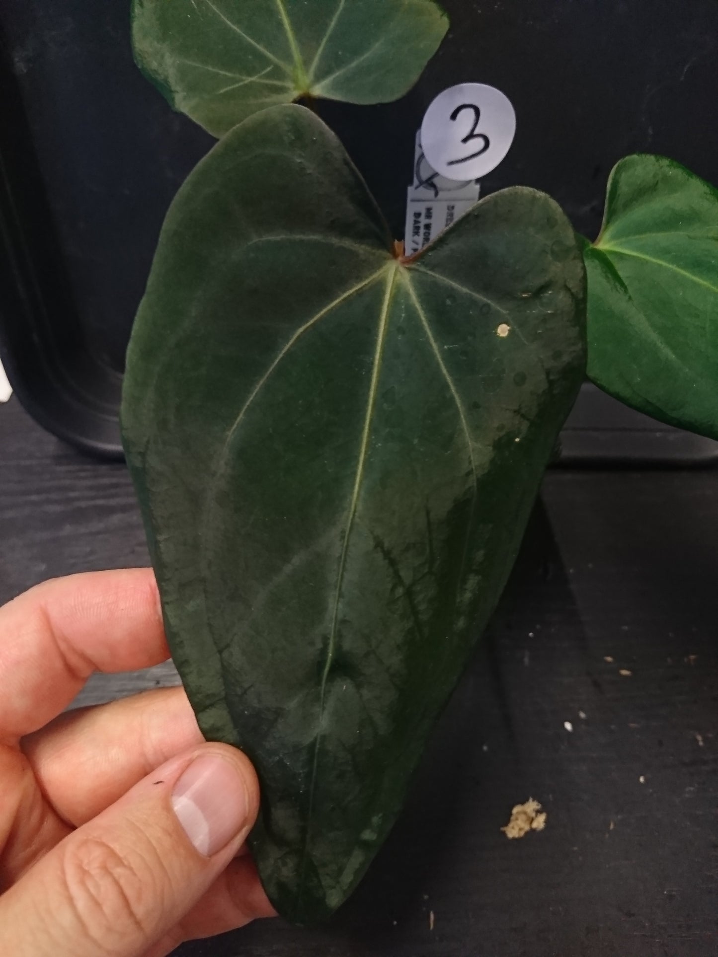 Anthurium (Carlablackiae x Dressleri Rio Guanche) x Mr Worldwide OR Forgetii Dark OR Papillilaminum Daniel