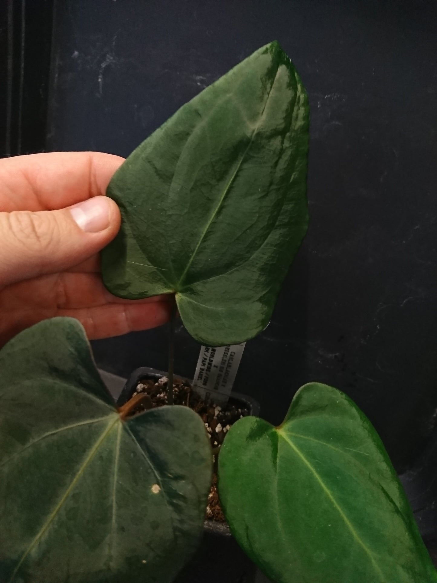 Anthurium (Carlablackiae x Dressleri Rio Guanche) x Mr Worldwide OR Forgetii Dark OR Papillilaminum Daniel