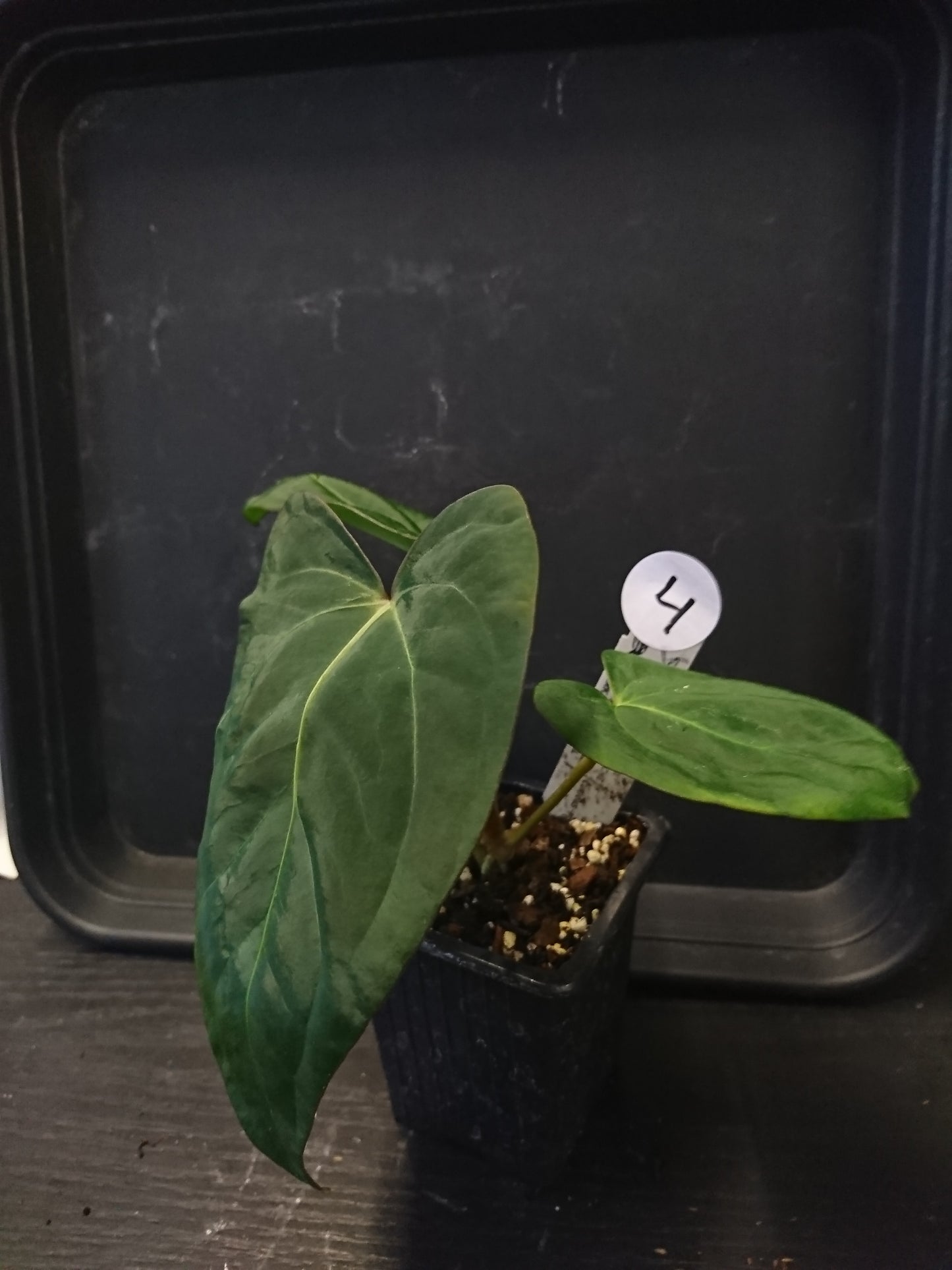 Anthurium (Carlablackiae x Dressleri Rio Guanche) x Mr Worldwide OR Forgetii Dark OR Papillilaminum Daniel