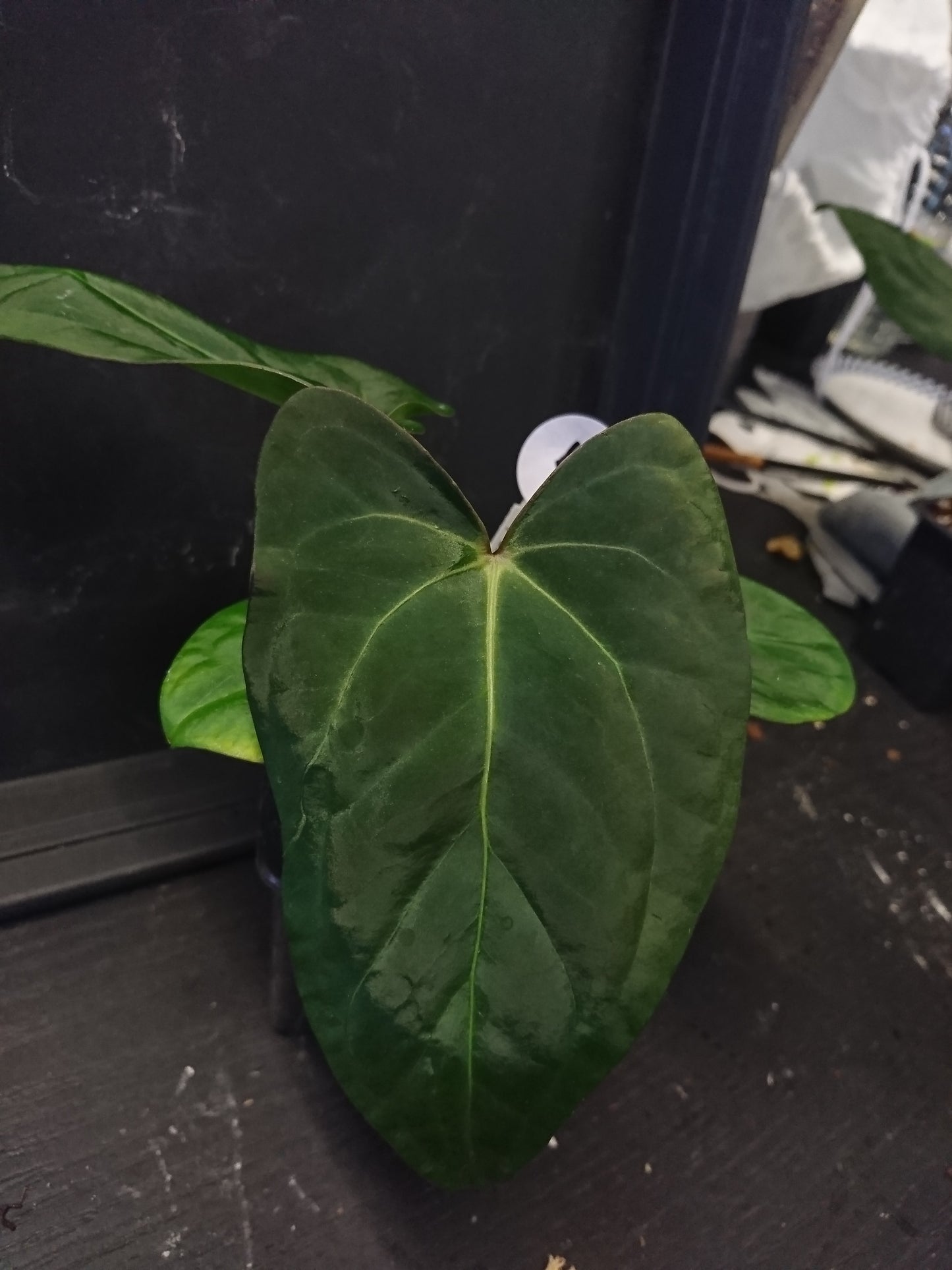 Anthurium (Carlablackiae x Dressleri Rio Guanche) x Mr Worldwide OR Forgetii Dark OR Papillilaminum Daniel