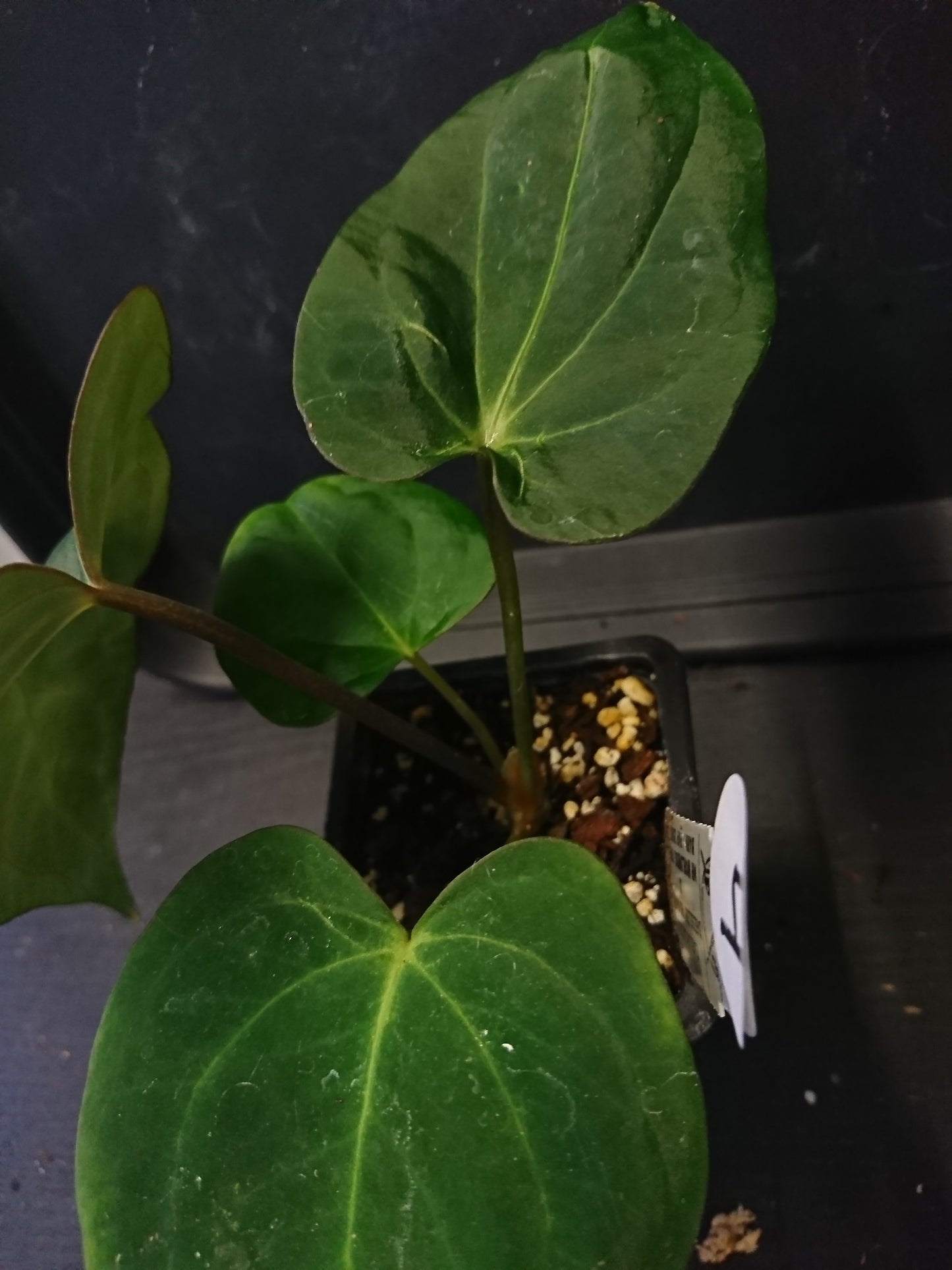 Anthurium (Carlablackiae x Dressleri Rio Guanche) x Mr Worldwide OR Forgetii Dark OR Papillilaminum Daniel