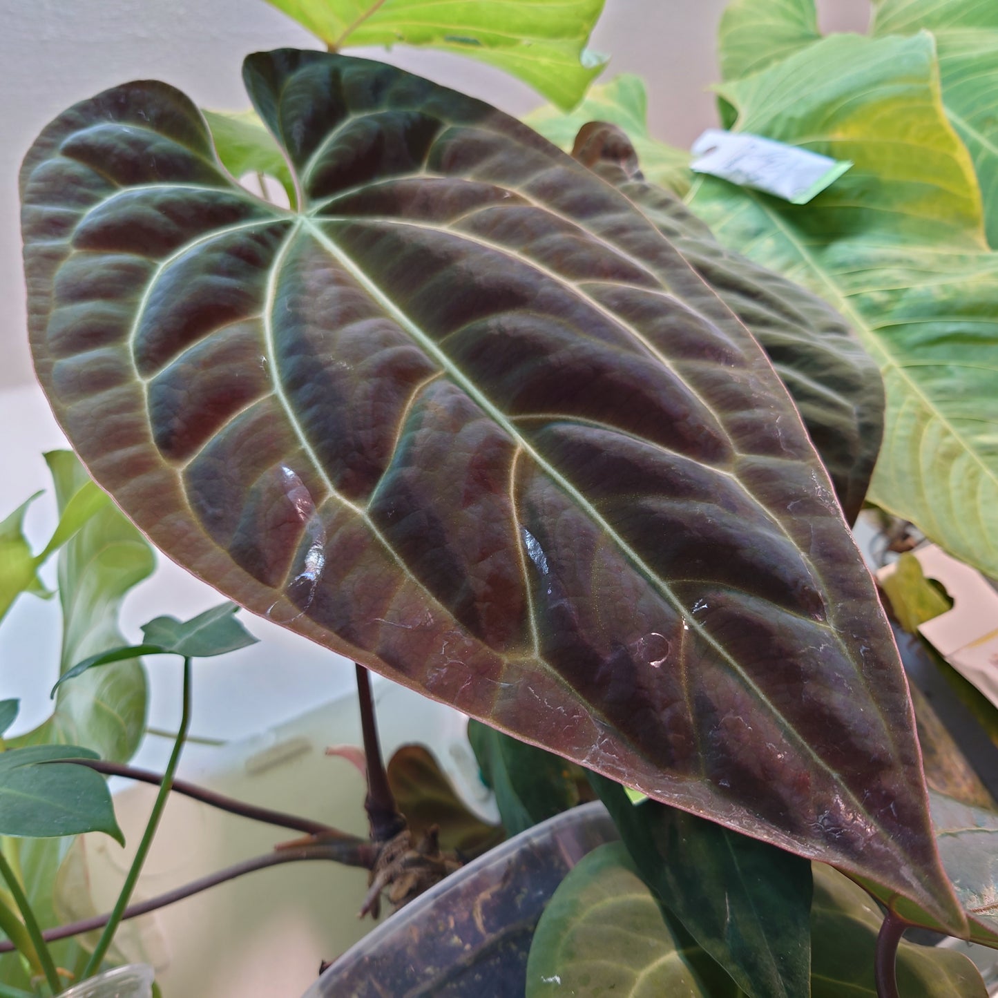 Anthurium Besseae aff 'Black Pillow' x Papillilaminum 'Fort Sherman' seedlings