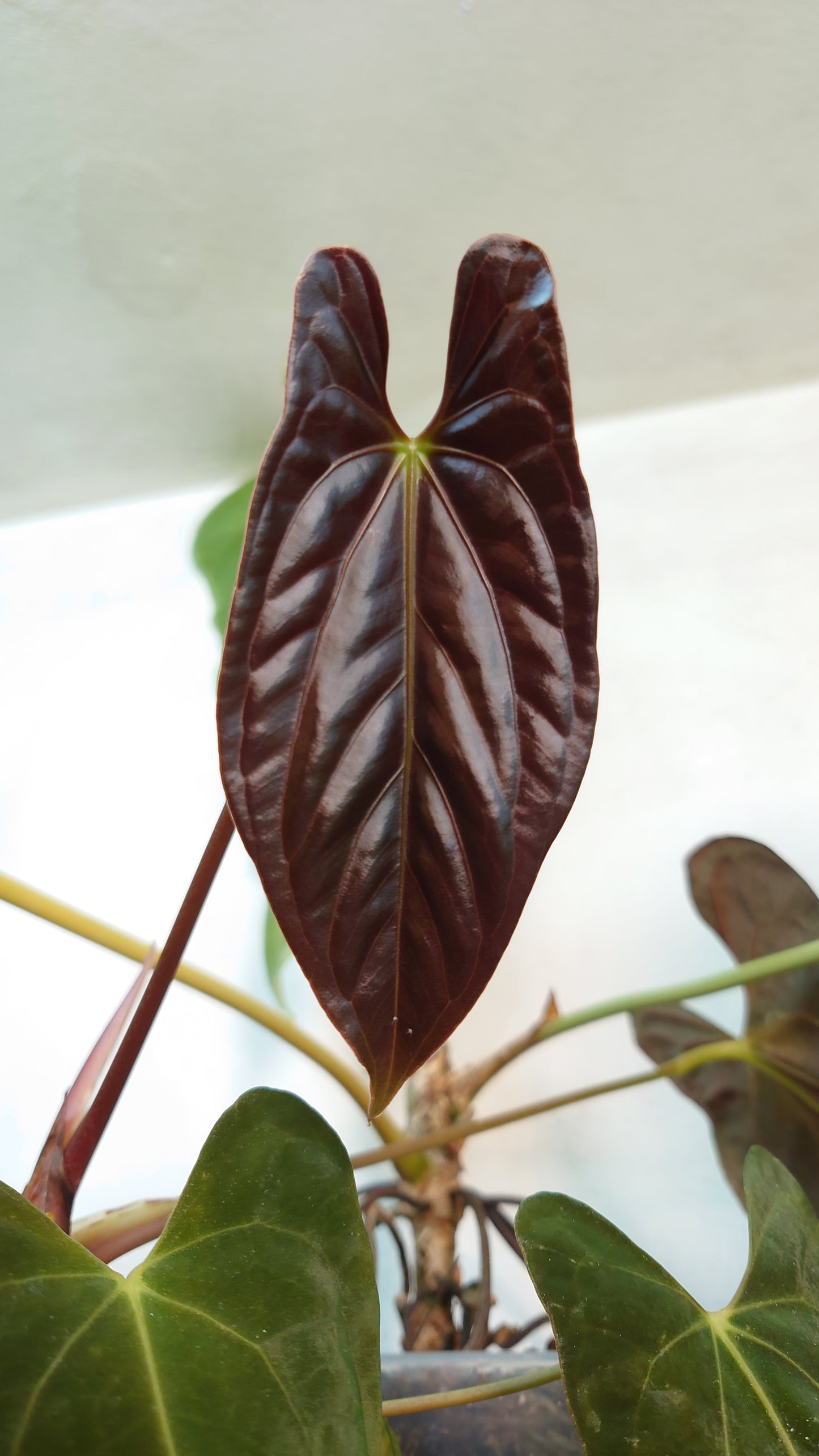 Anthurium Besseae aff 'Black Pillow' x Papillilaminum 'Fort Sherman' seedlings