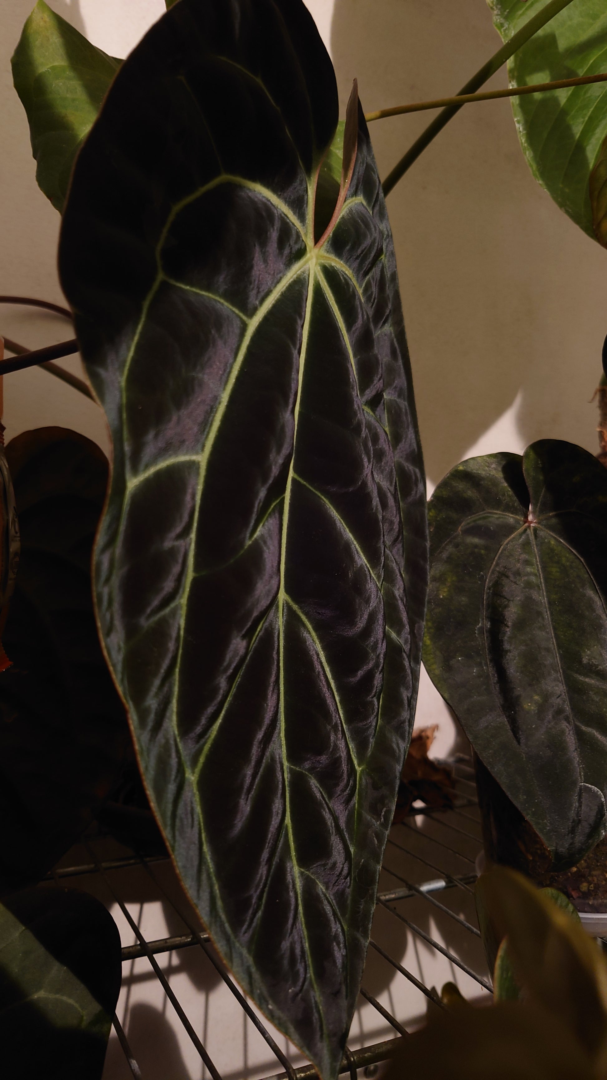 anthurium besseae dark Anthurium Besseae aff 'Black Pillow' x Papillilaminum 'Fort Sherman' – Curious Plants