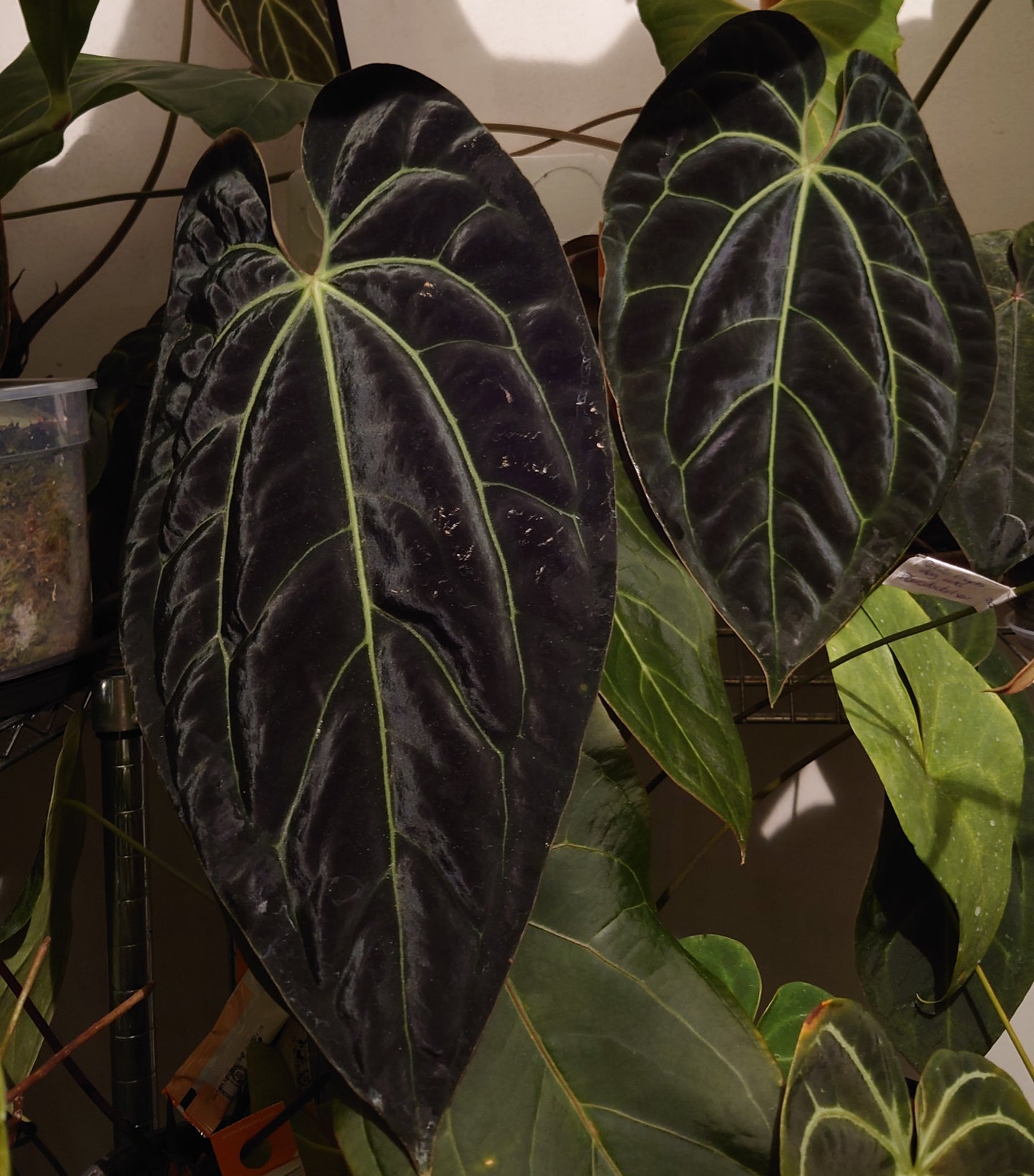 Anthurium Besseae aff 'Black Pillow' x Papillilaminum 'Fort Sherman' seedlings