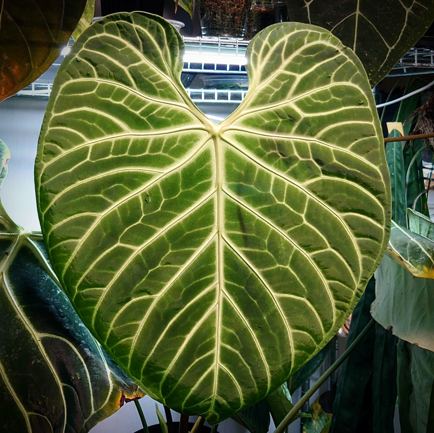 Anthurium Regale 'Dream Catcher' x Papillilaminum 'Daniel'