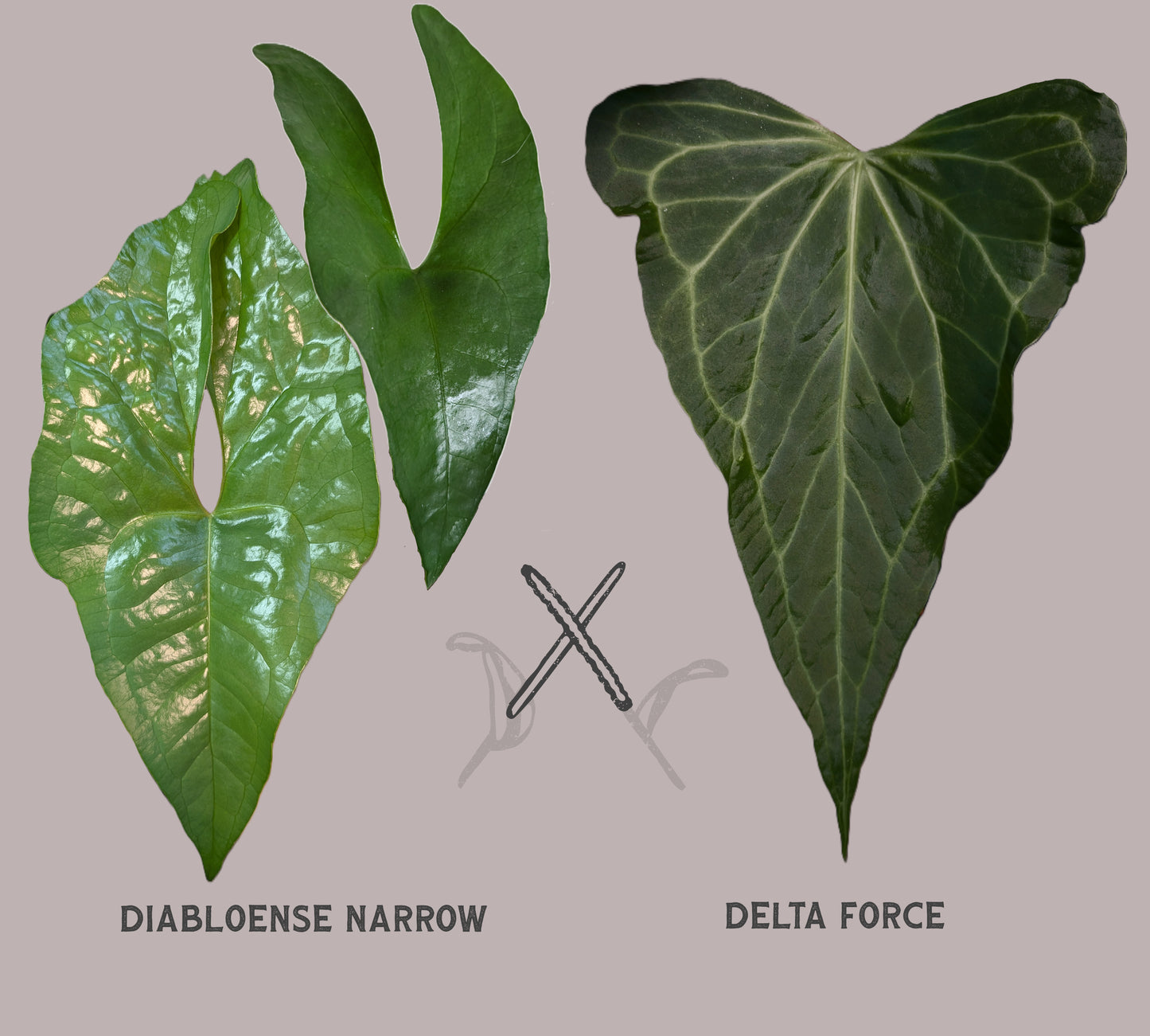 Anthurium Diabloense 'narrow' x Delta Force