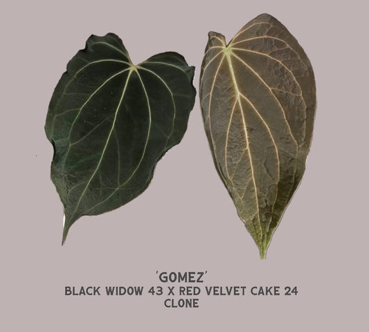 Anthurium Black Widow 43 x Red Velvet Cake 24 'Gomez' Clone