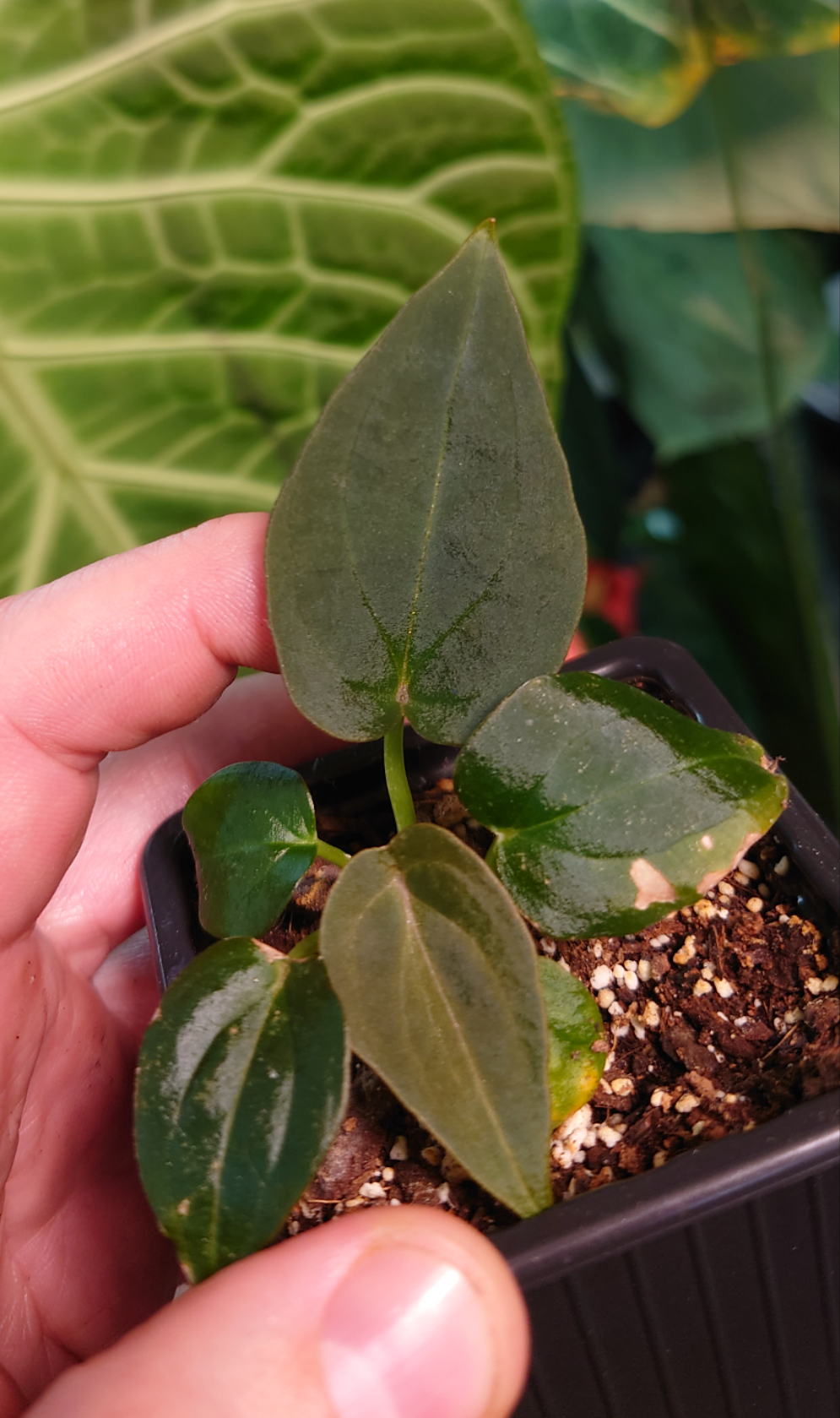 Anthurium Red Spider CLONE