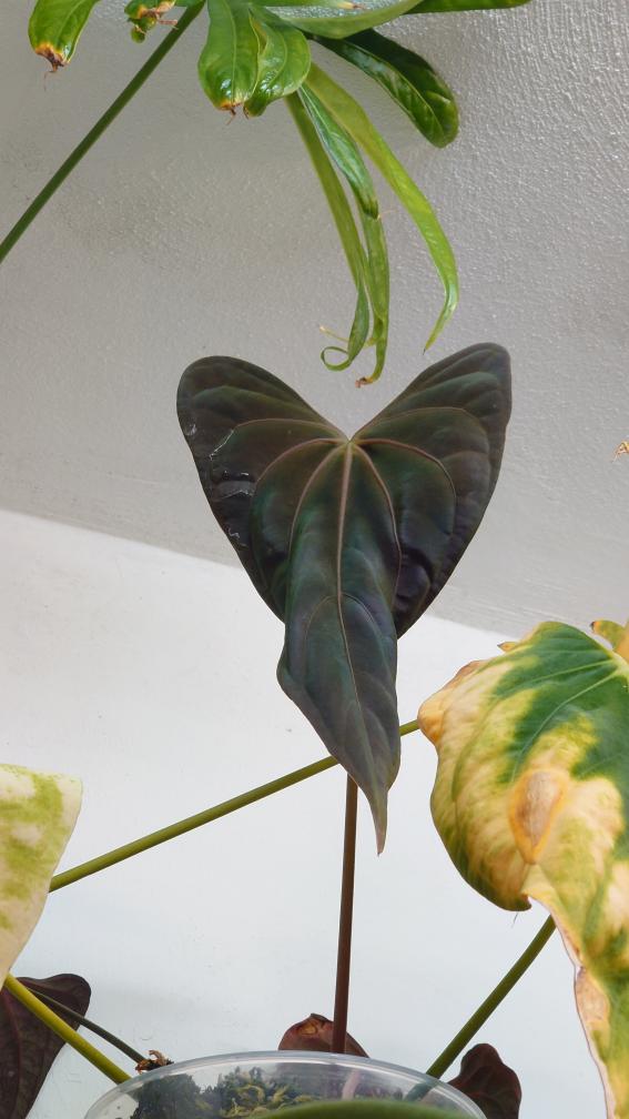 Anthurium Magnificum x Papillilaminum 'Daniel'