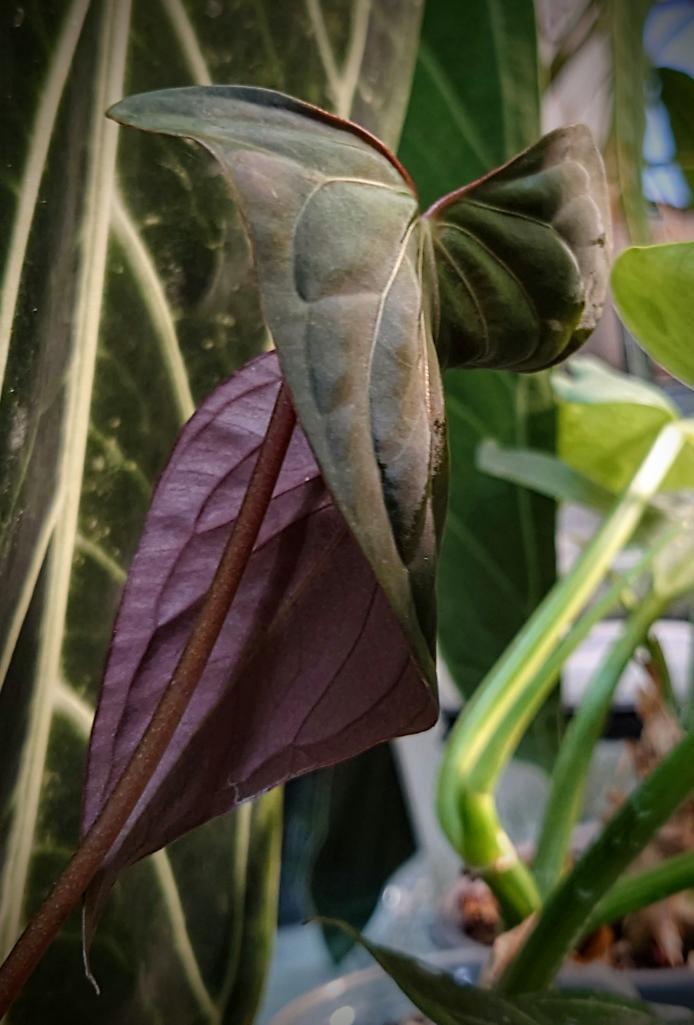 Anthurium PapillilaminumX (Red Sinus / Veins) x Papillilaminum 'Daniel'