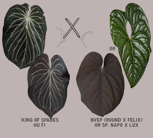 Anthurium King of Spades x BVEP (RxF) or (Sp. Napo x Luxurians)