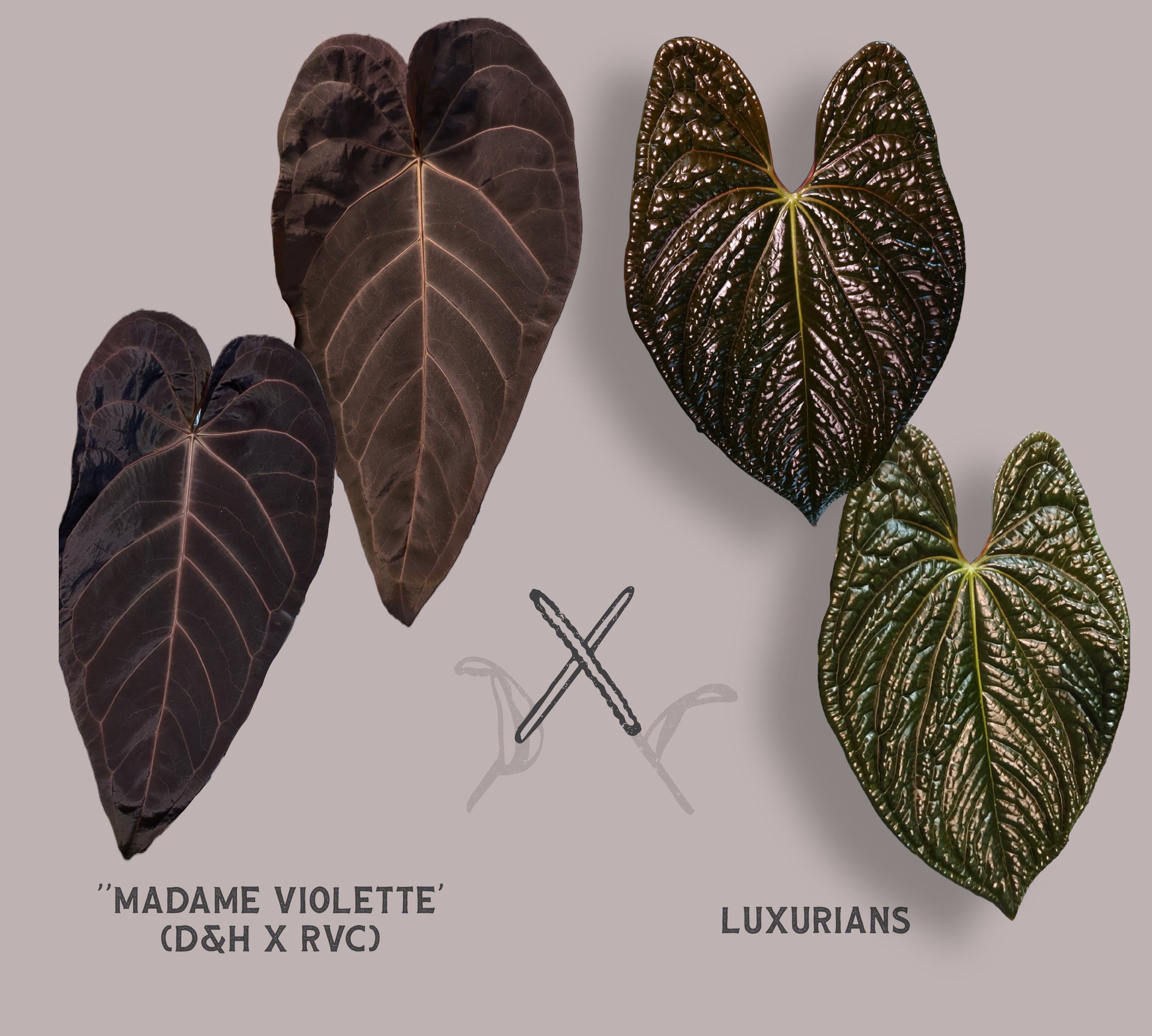 新春セールAnthurium \"Rom's Black\" seedling① 新春セールAnthurium Rom´s Black seedling①の通販はau PAY