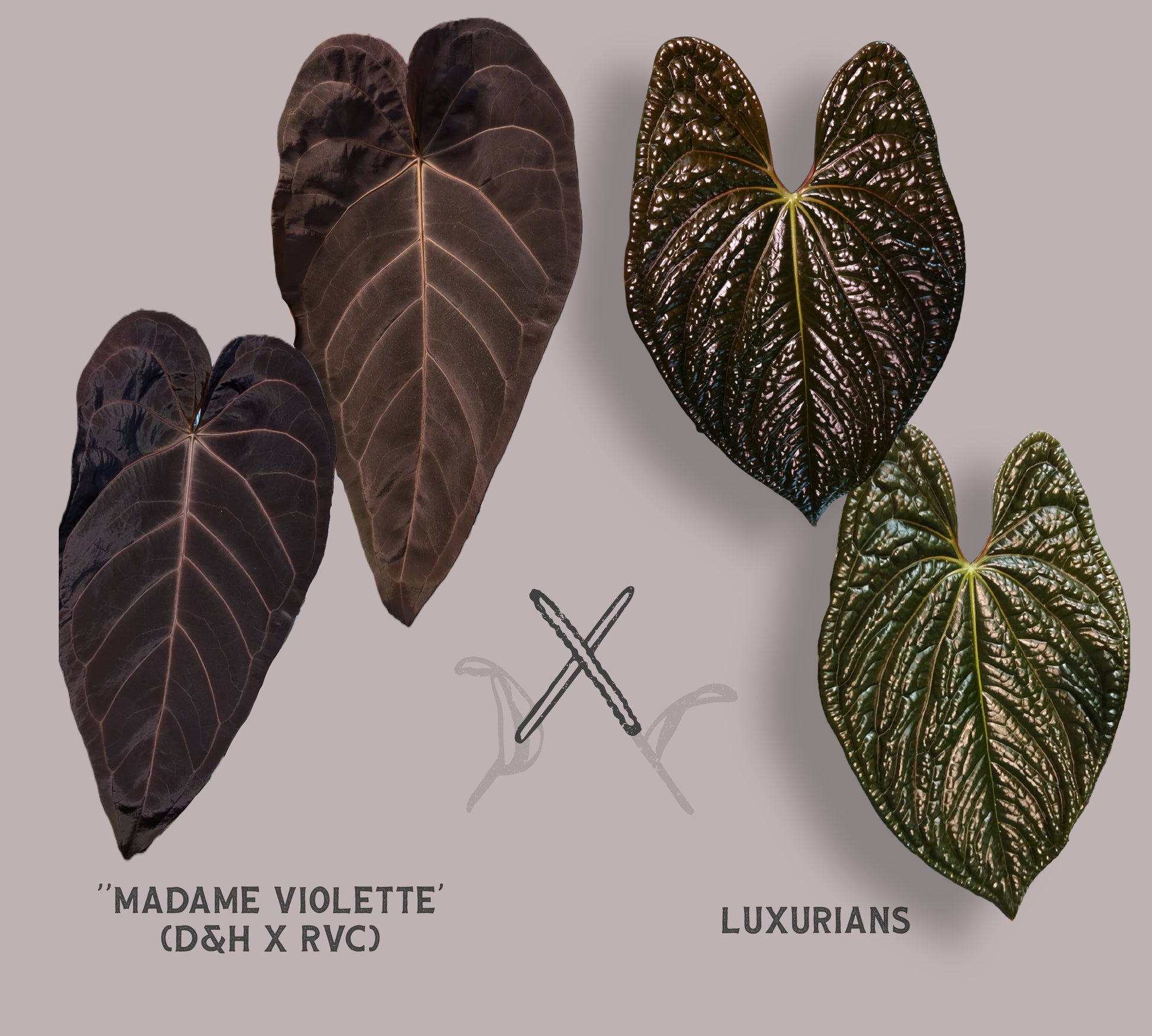 anthurium luxurians petiole Anthurium 'Madame Violette' x Luxurians seedlings – Curious Plants