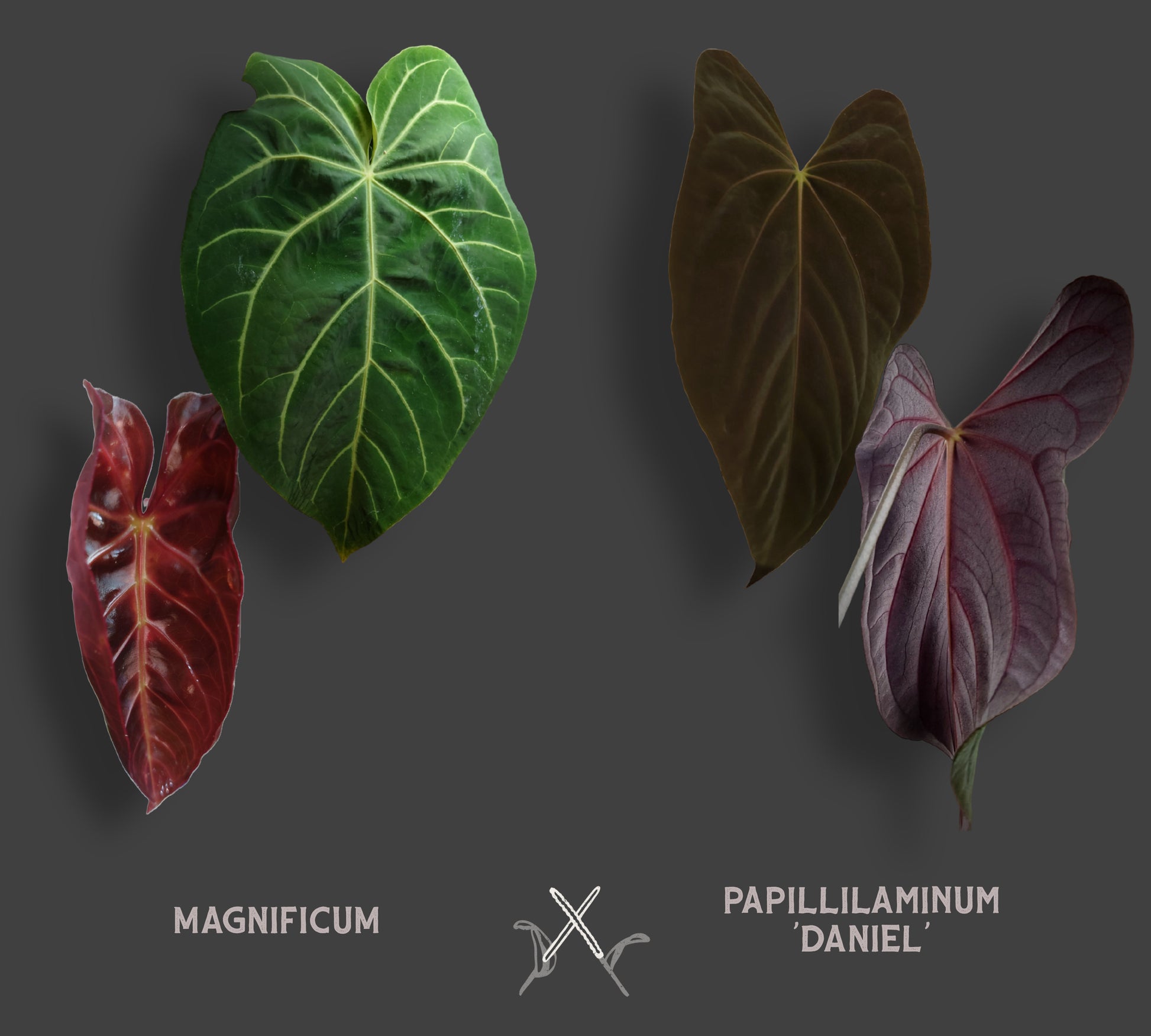 anthurium magnificum x crystallinum Anthurium Magnificum x Papillilaminum 'Daniel' – Curious Plants