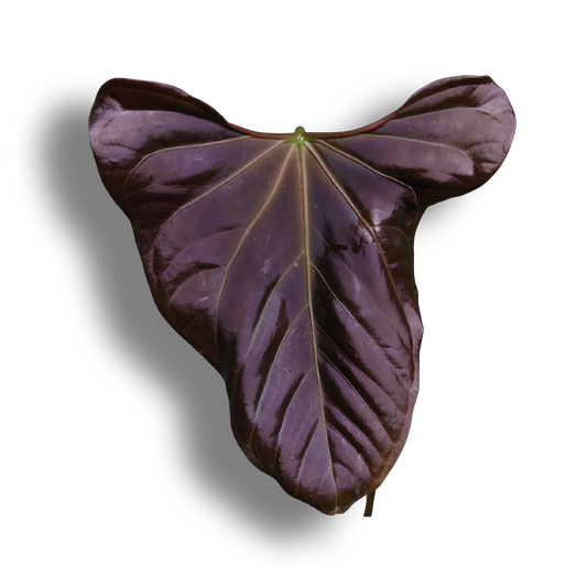 Anthurium Mr. Worldwide Clone #1 (Indo Portillae x NSE Dorito Portillae)