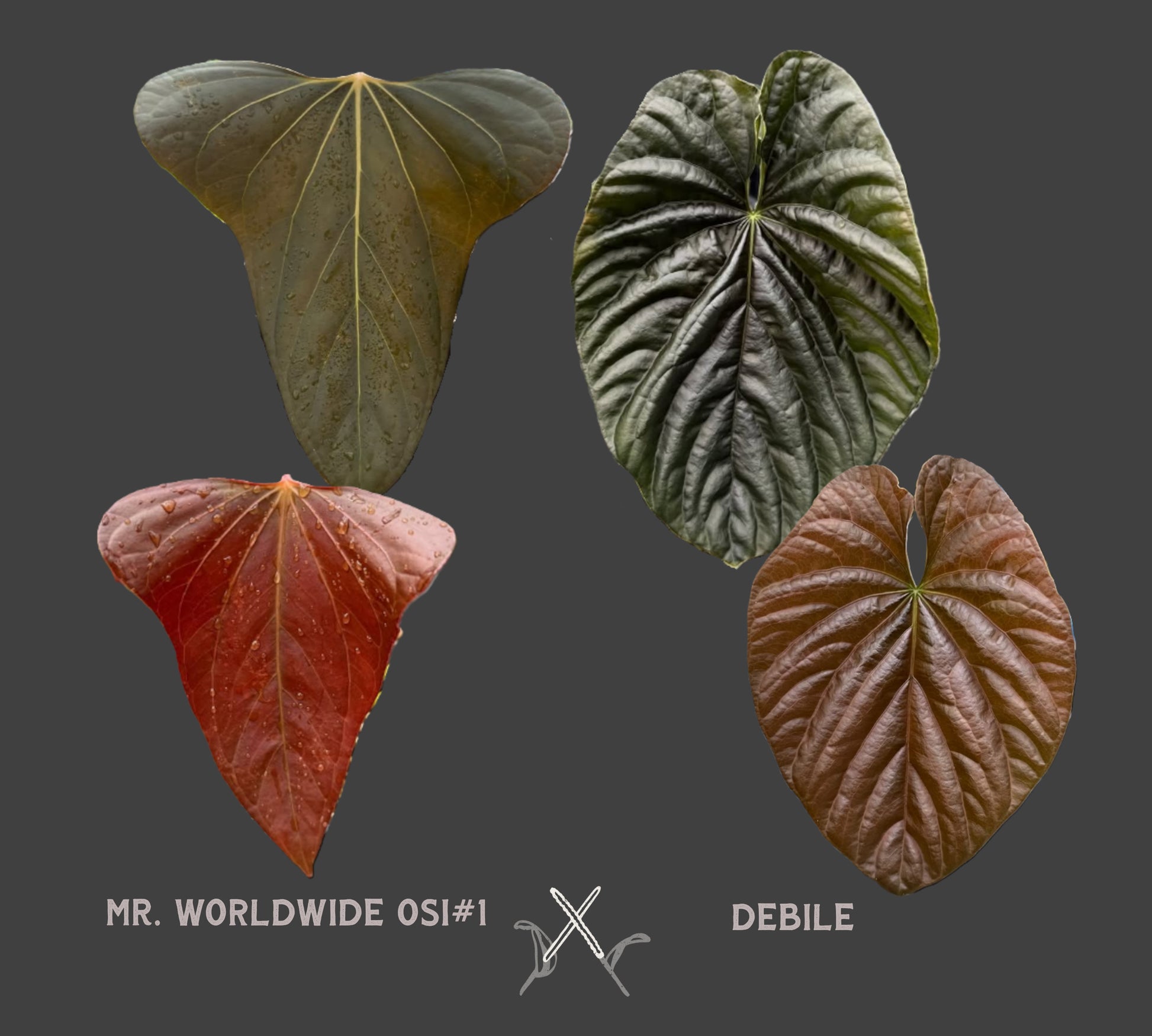 anthurium debile Anthurium Mr Worldwide x Debile (also sometimes called Debilis) – Curious Plants