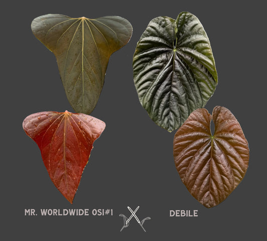 Anthurium Mr Worldwide x Debile (also sometimes called Debilis)