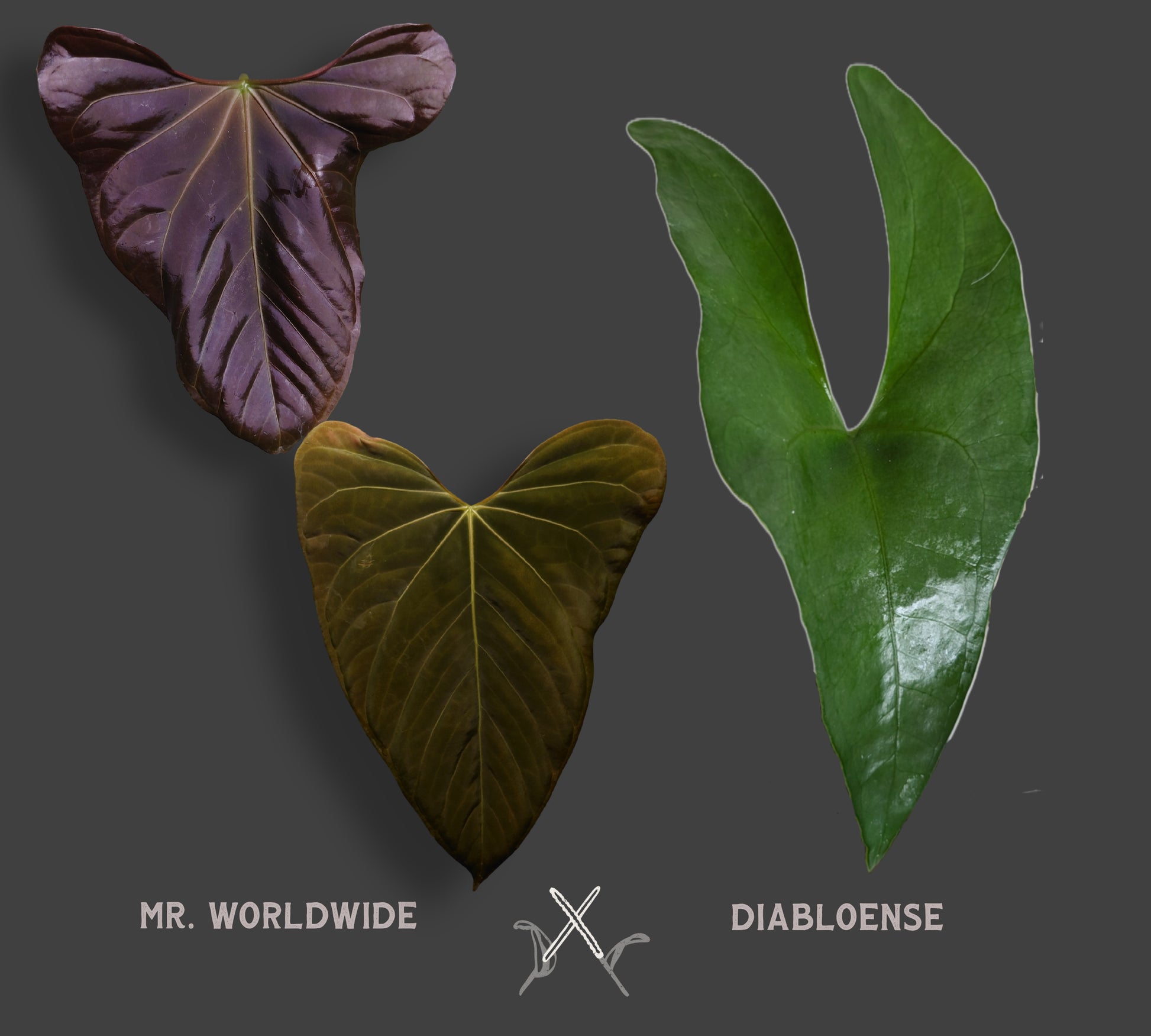 anthurium diabloense Anthurium 'Mr Worldwide' x Diabloense
