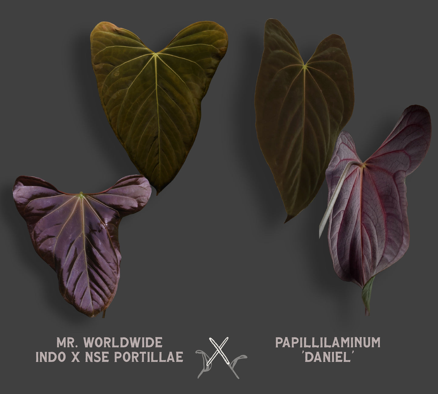 Anthurium 'Mr. Worldwide' x Papillilaminum 'Daniel'