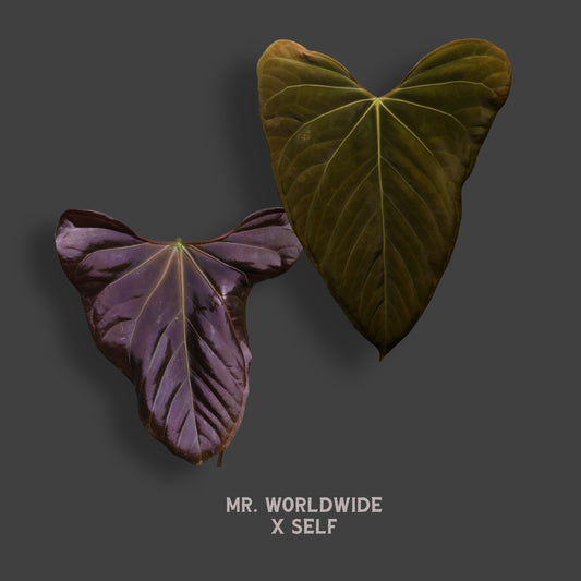 Anthurium 'Mr Worldwide' x self