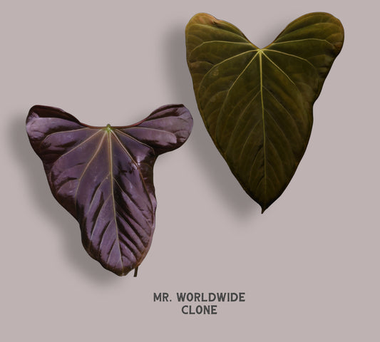 Anthurium Mr. Worldwide Clone #1