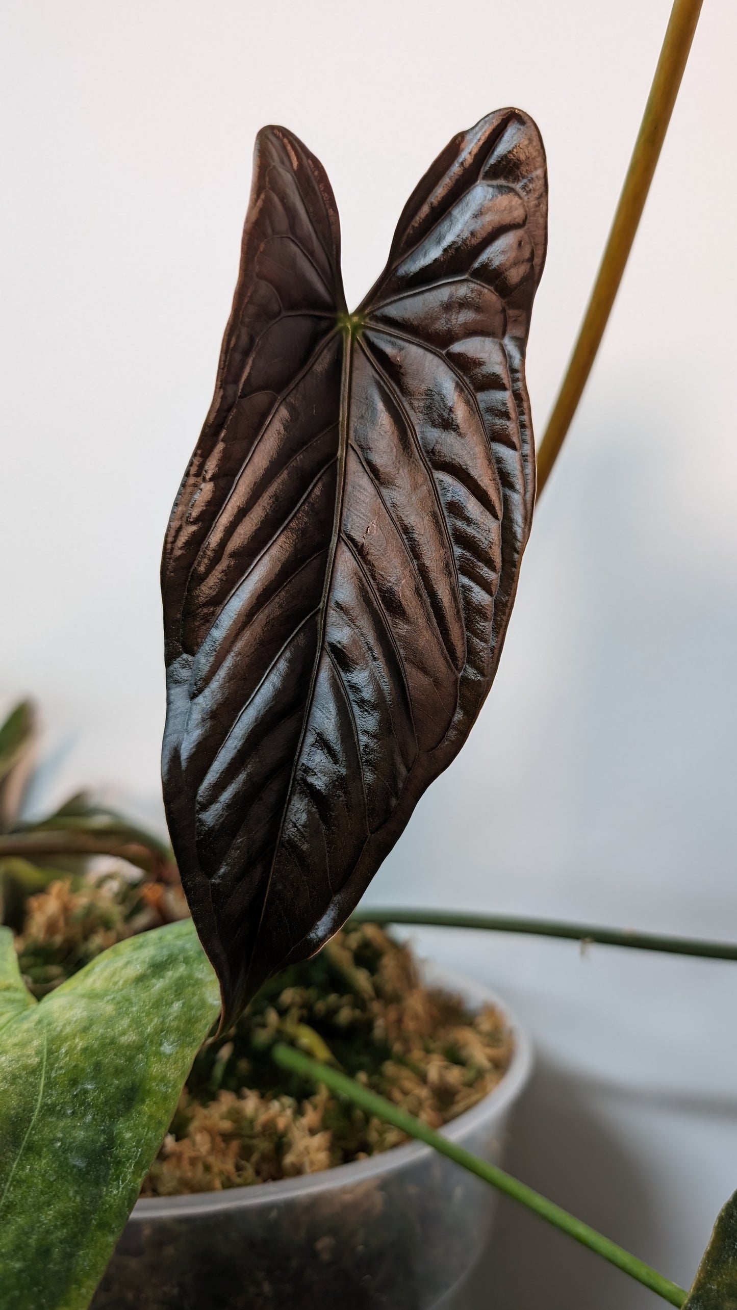 Anthurium Papillilaminum 'Fort Sherman' x Papillilaminum 'Daniel' - Big Seedling