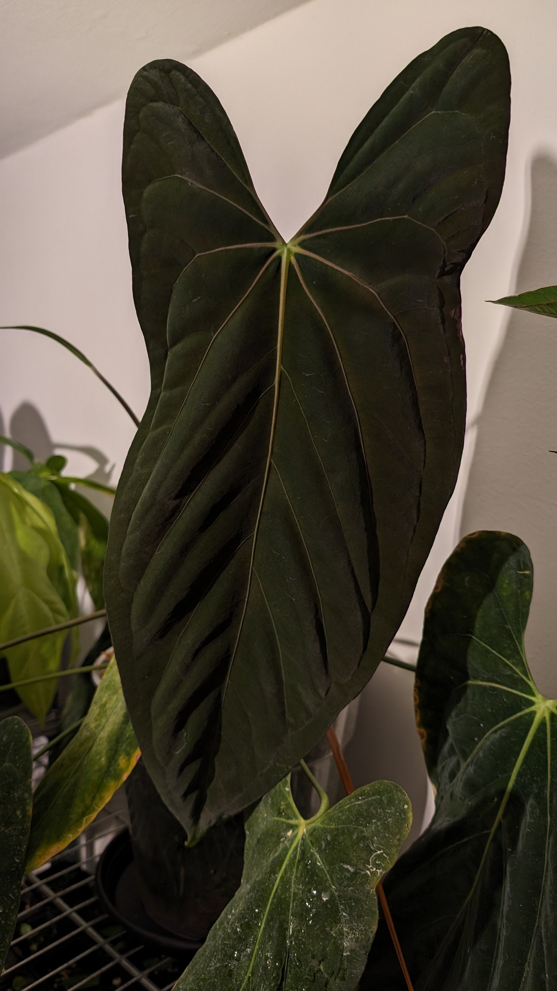 Anthurium Doc Block 'Zara'x'Michelle' Selected Dark x Papillilaminum ' –  Curious Plants