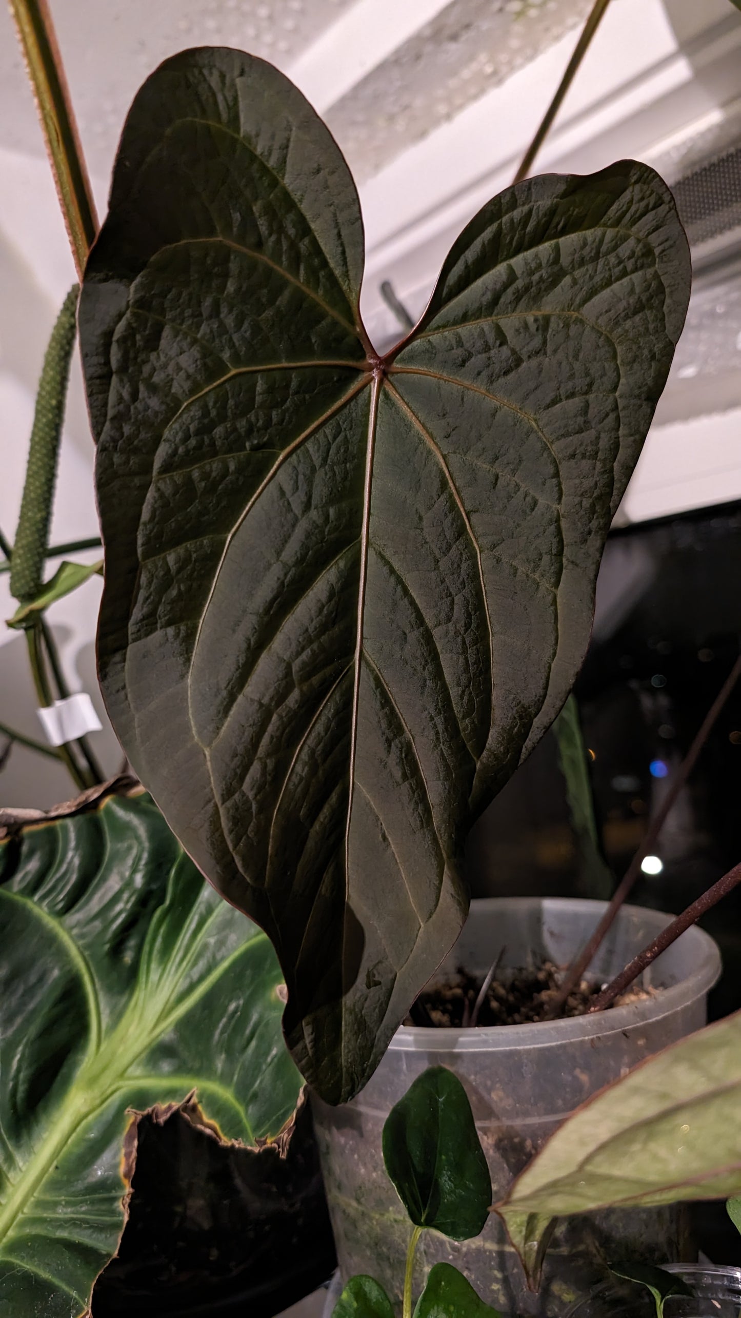 Anthurium PapillilaminumX (Red Sinus / Veins) x Papillilaminum 'Daniel'