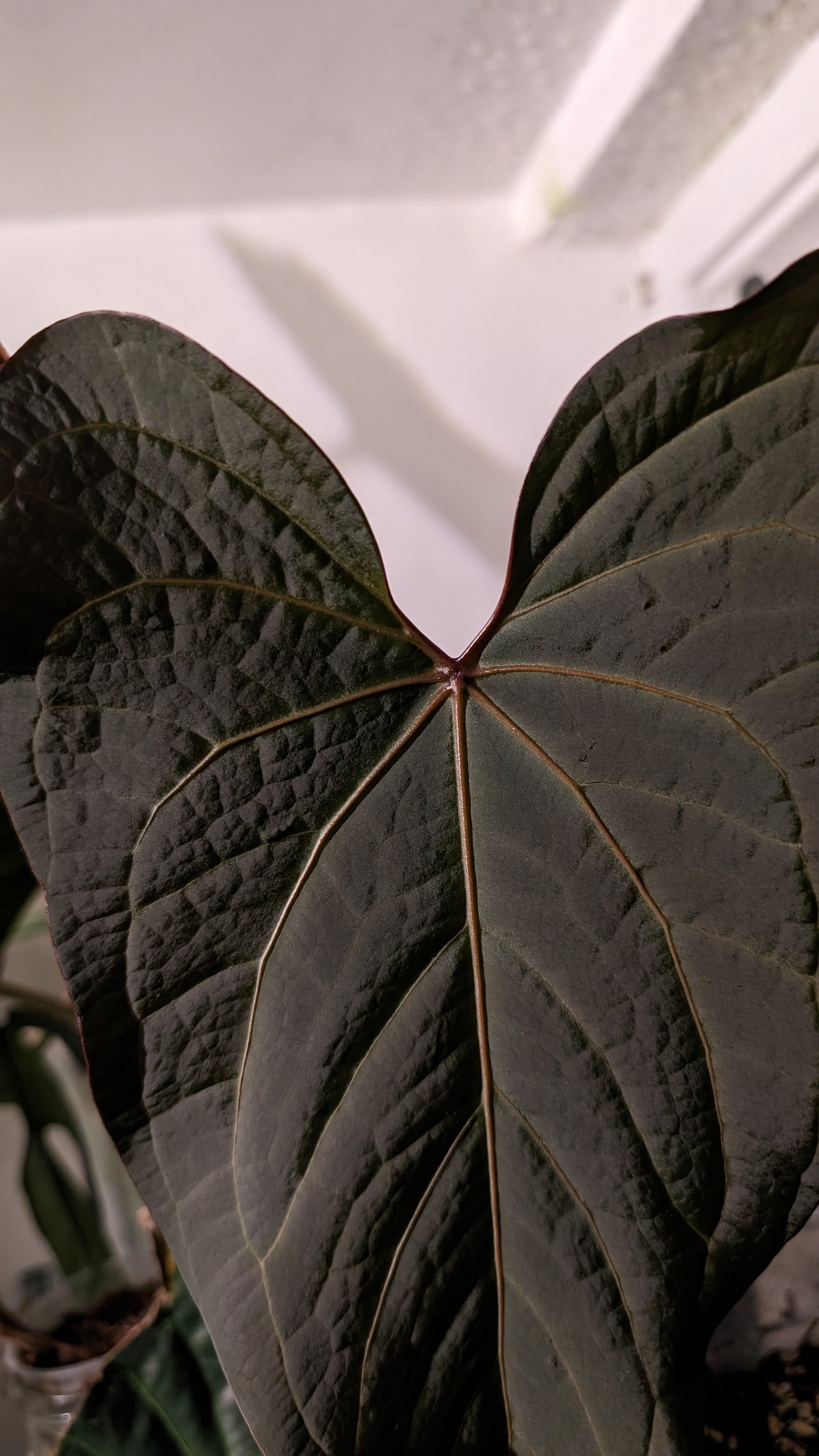 Anthurium PapillilaminumX (Red Sinus / Veins) x Papillilaminum 'Daniel'