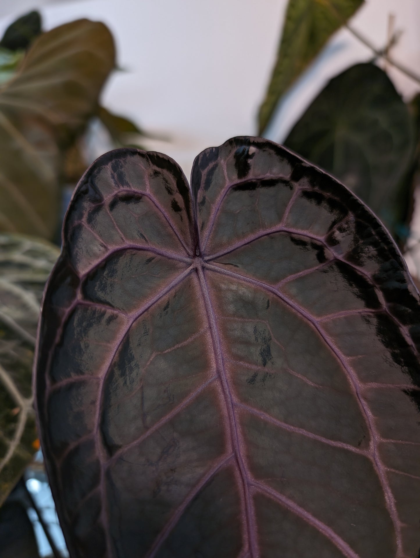 Anthurium Doc Block 'Zara'x'Michelle' Selected Dark x Papillilaminum 'Fort Sherman', Small seedling