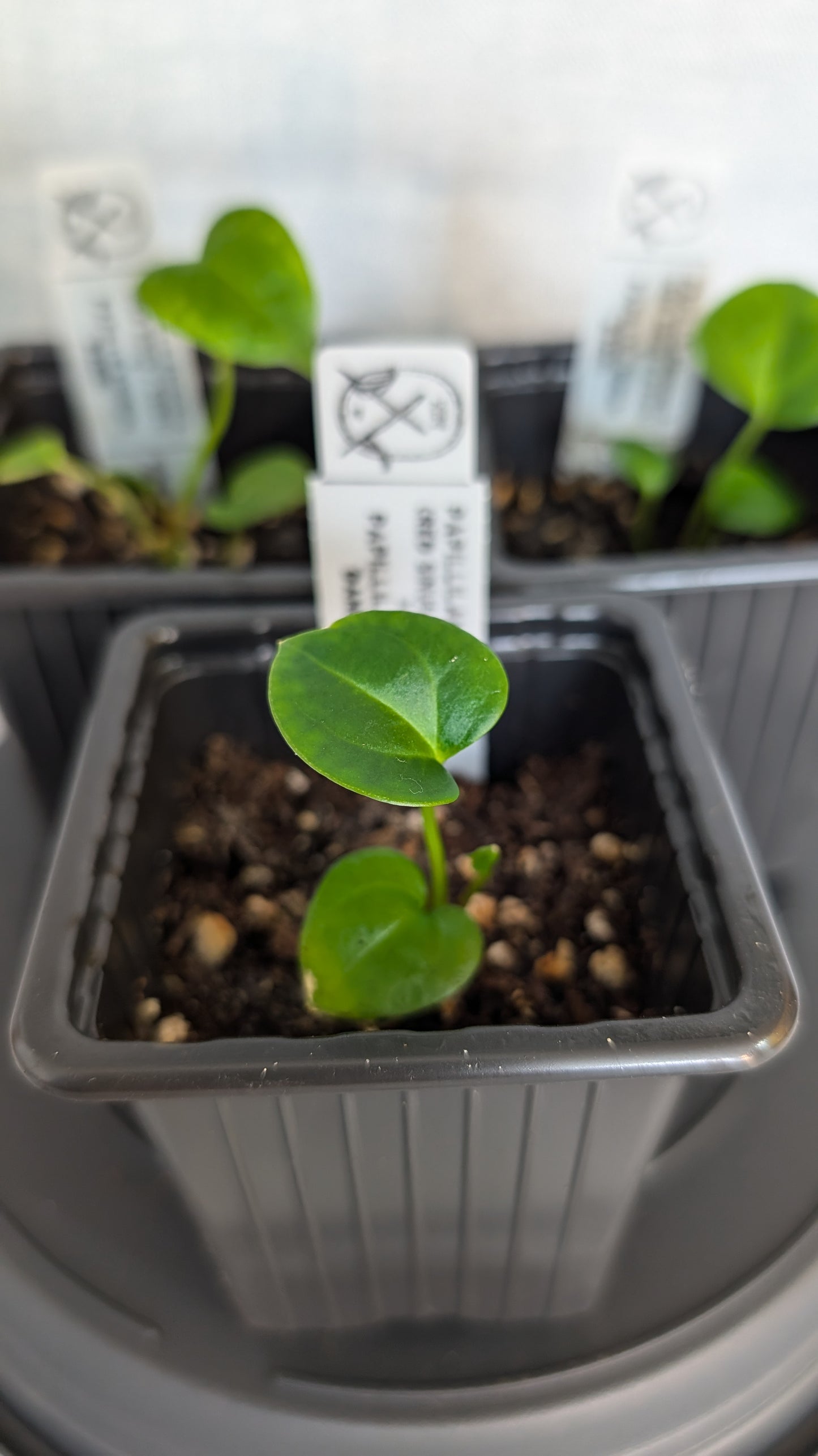 Anthurium PapillilaminumX (Red Sinus / Veins) x Papillilaminum 'Daniel'