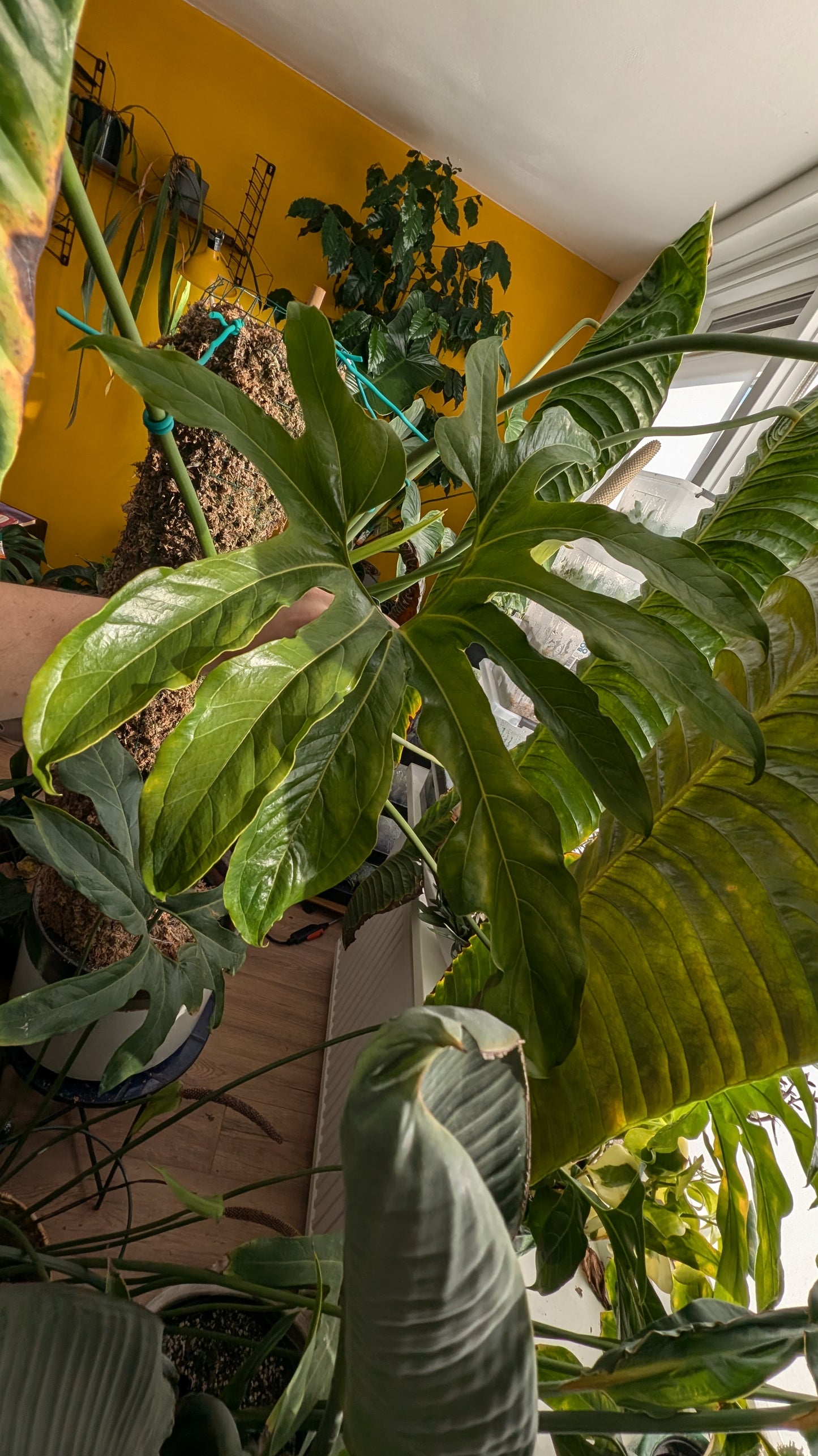 Anthurium Pedatum x Papillilaminum 'Fort Sherman' / Silver Shield