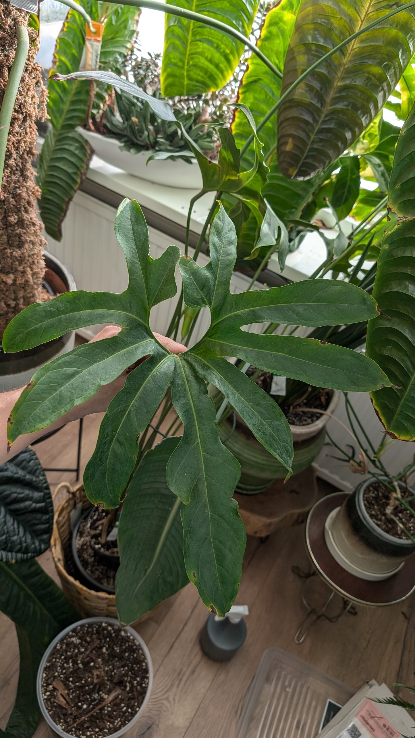 Anthurium Pedatum x Papillilaminum 'Fort Sherman' / Silver Shield