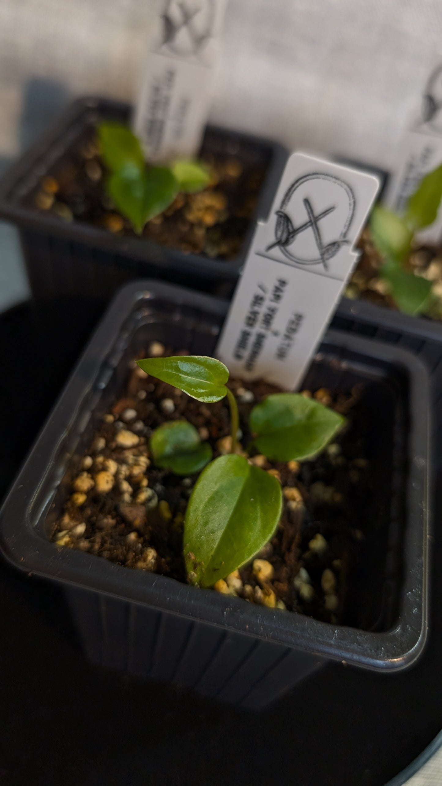 Anthurium Pedatum x Papillilaminum 'Fort Sherman' / Silver Shield