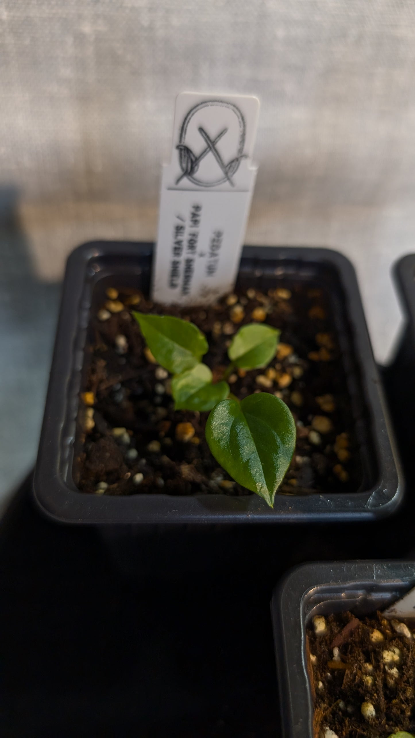 Anthurium Pedatum x Papillilaminum 'Fort Sherman' / Silver Shield