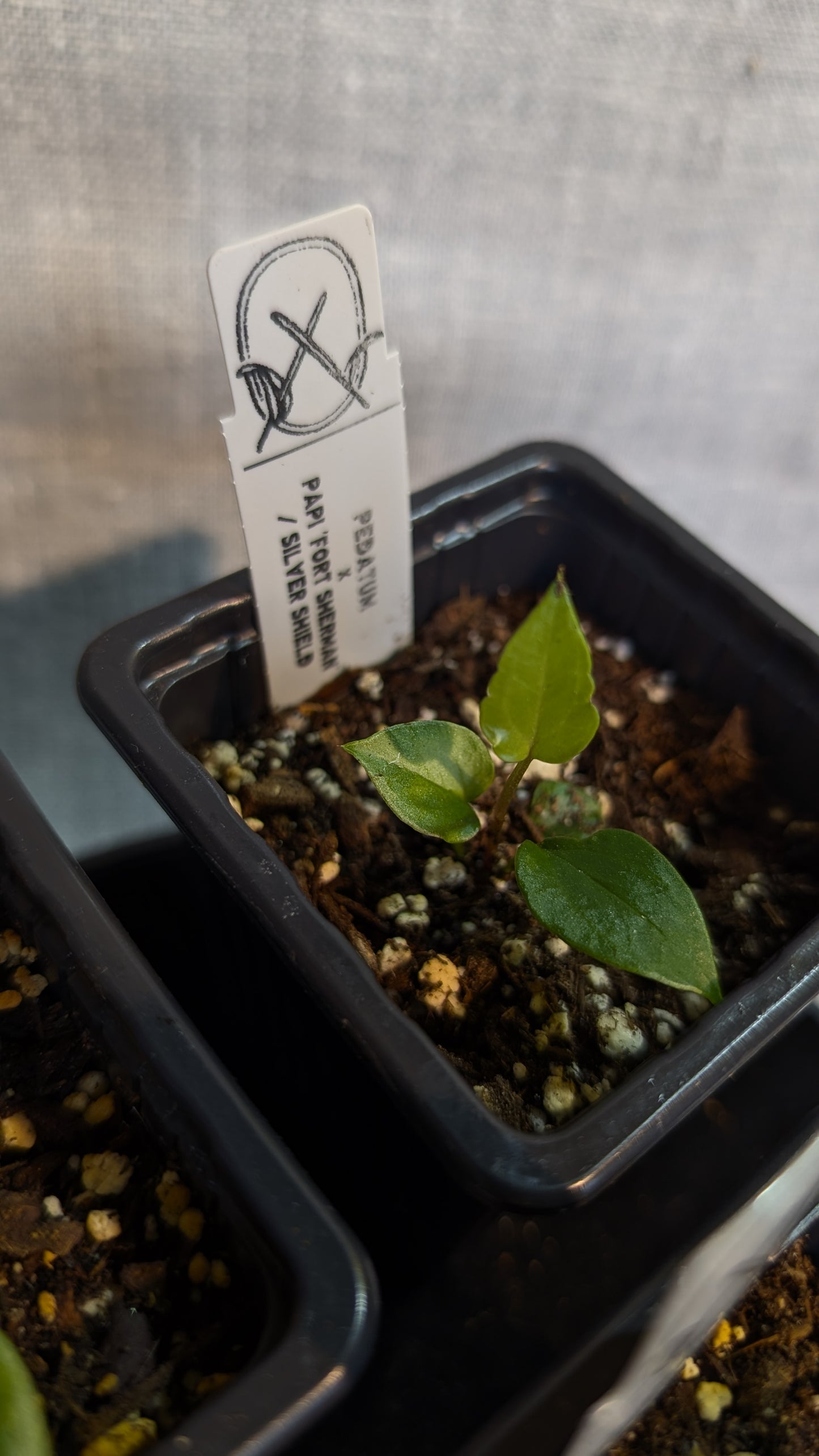 Anthurium Pedatum x Papillilaminum 'Fort Sherman' / Silver Shield