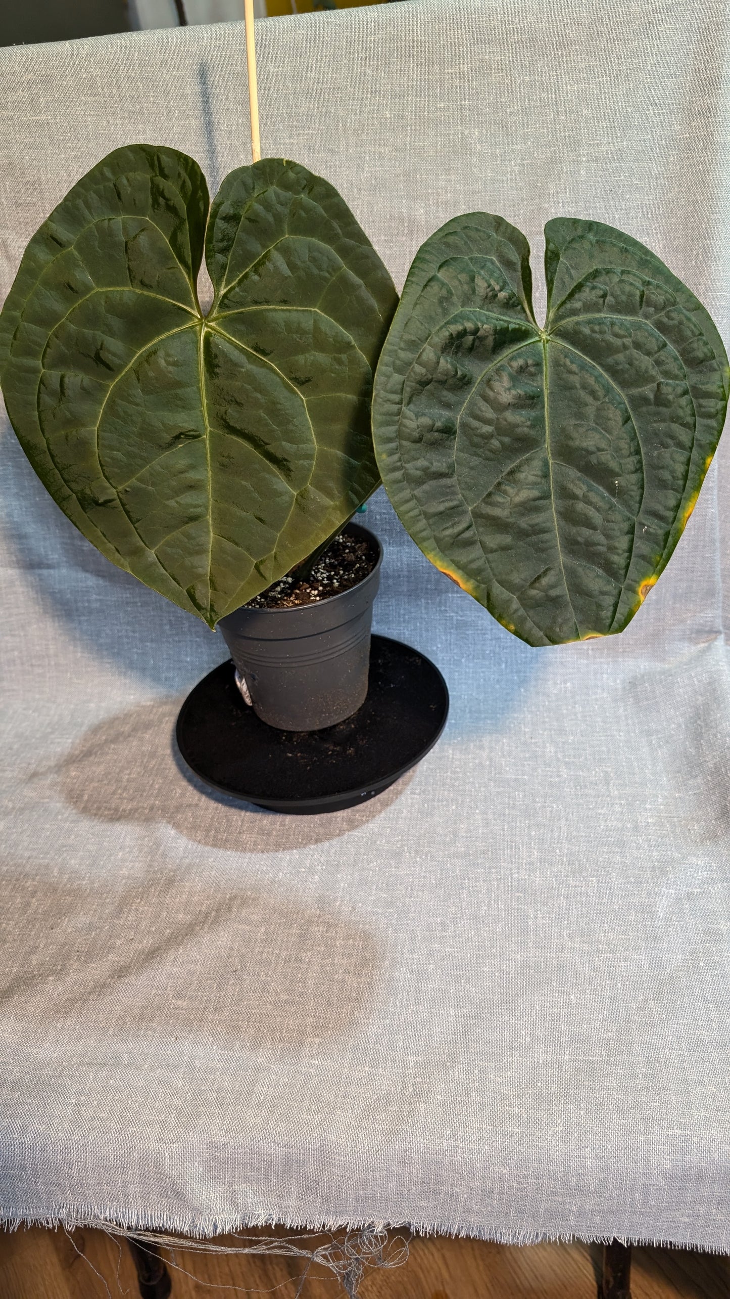 Anthurium Luxurians x Forgetii Silver