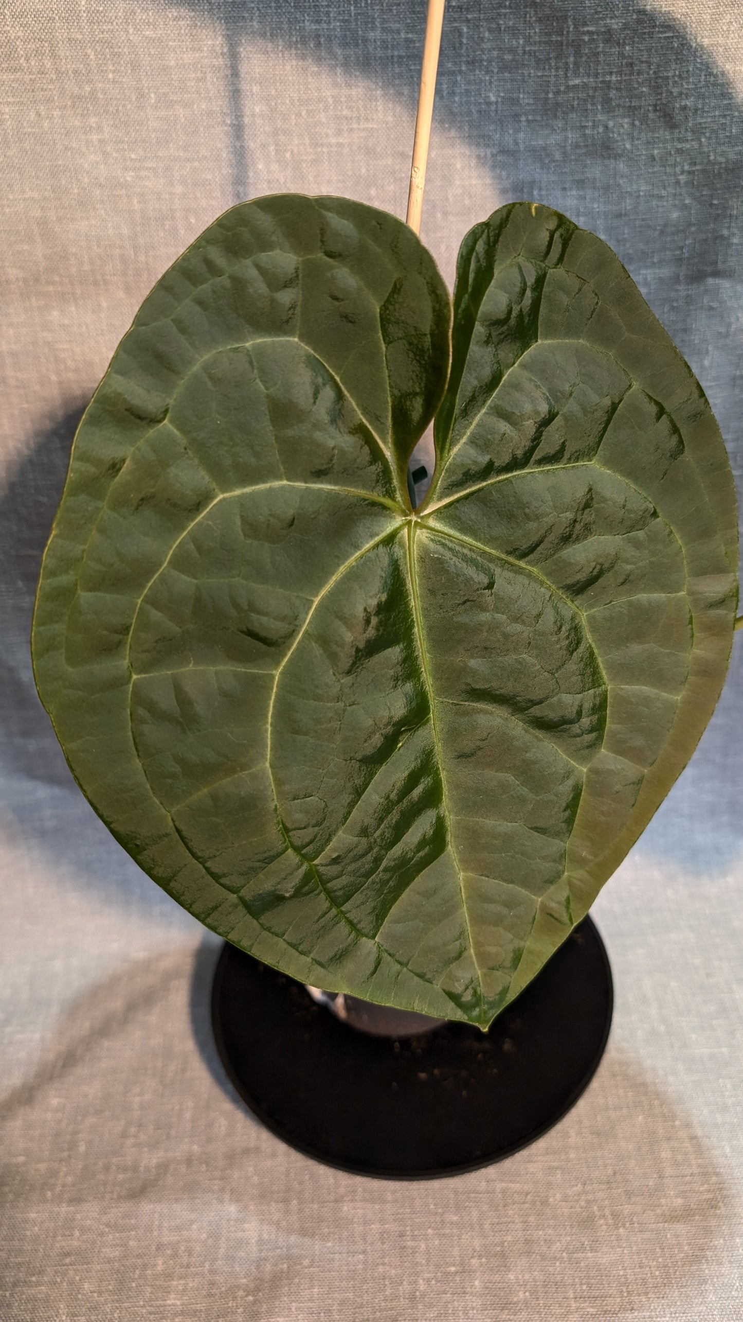 Anthurium Luxurians x Forgetii Silver